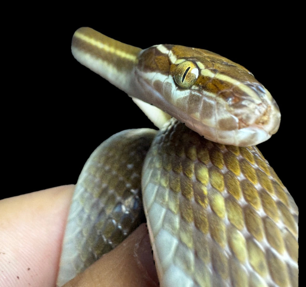 African Brown House Snake