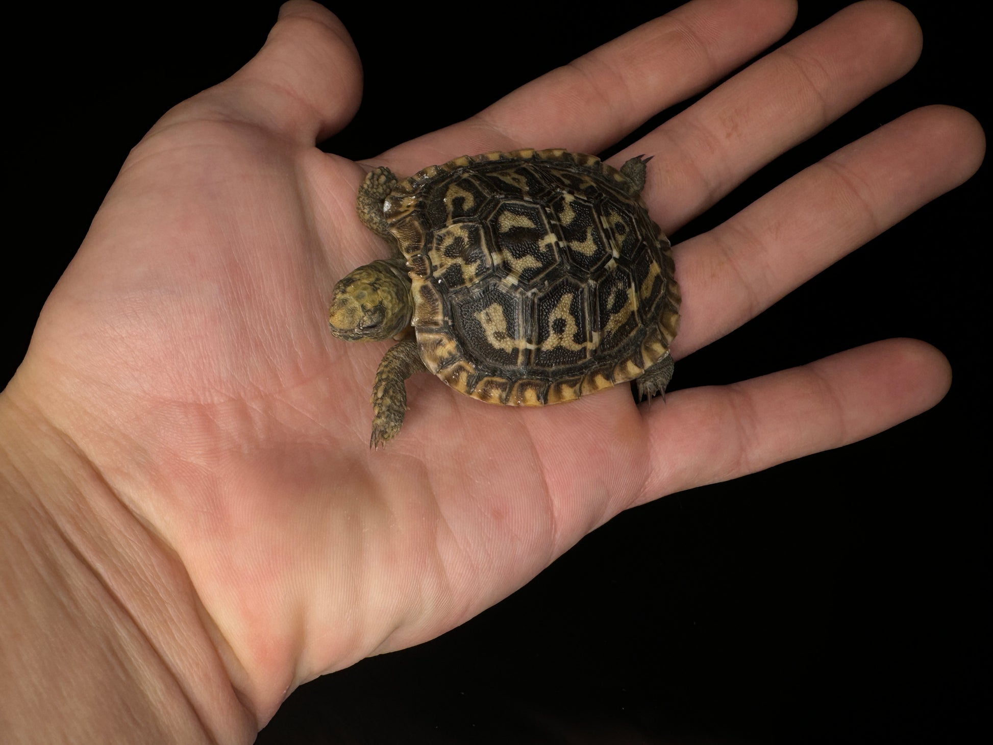 USA CB Pancake Tortoise