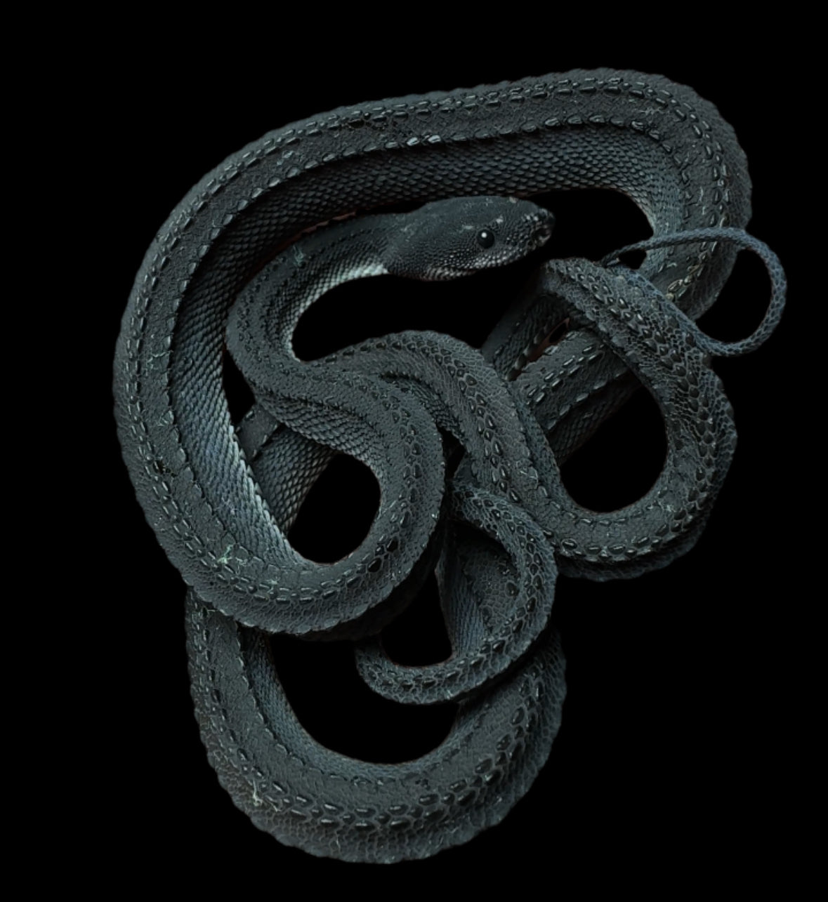 Dragon Snake (Feeding & Established)