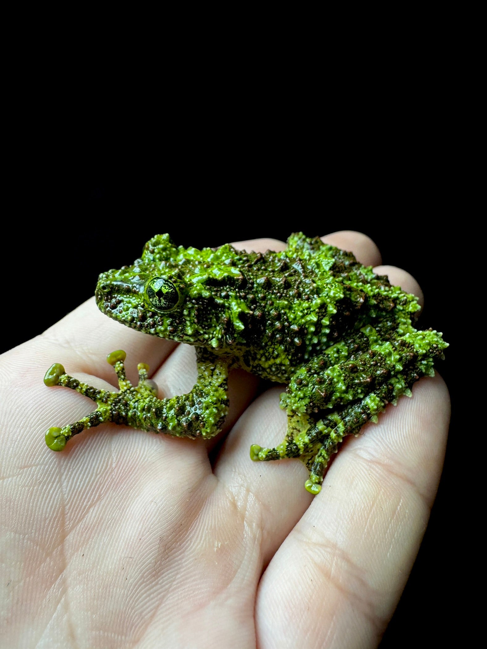 USACB Adult Mossy Frog