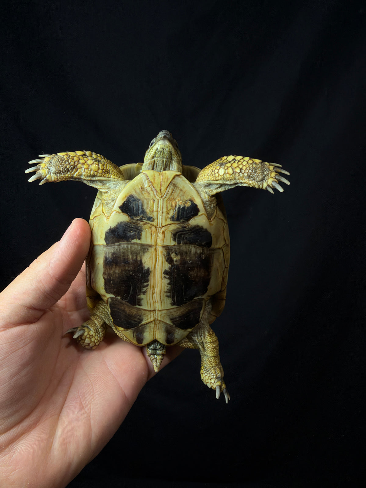 #12 Female Hermann’s Tortoise