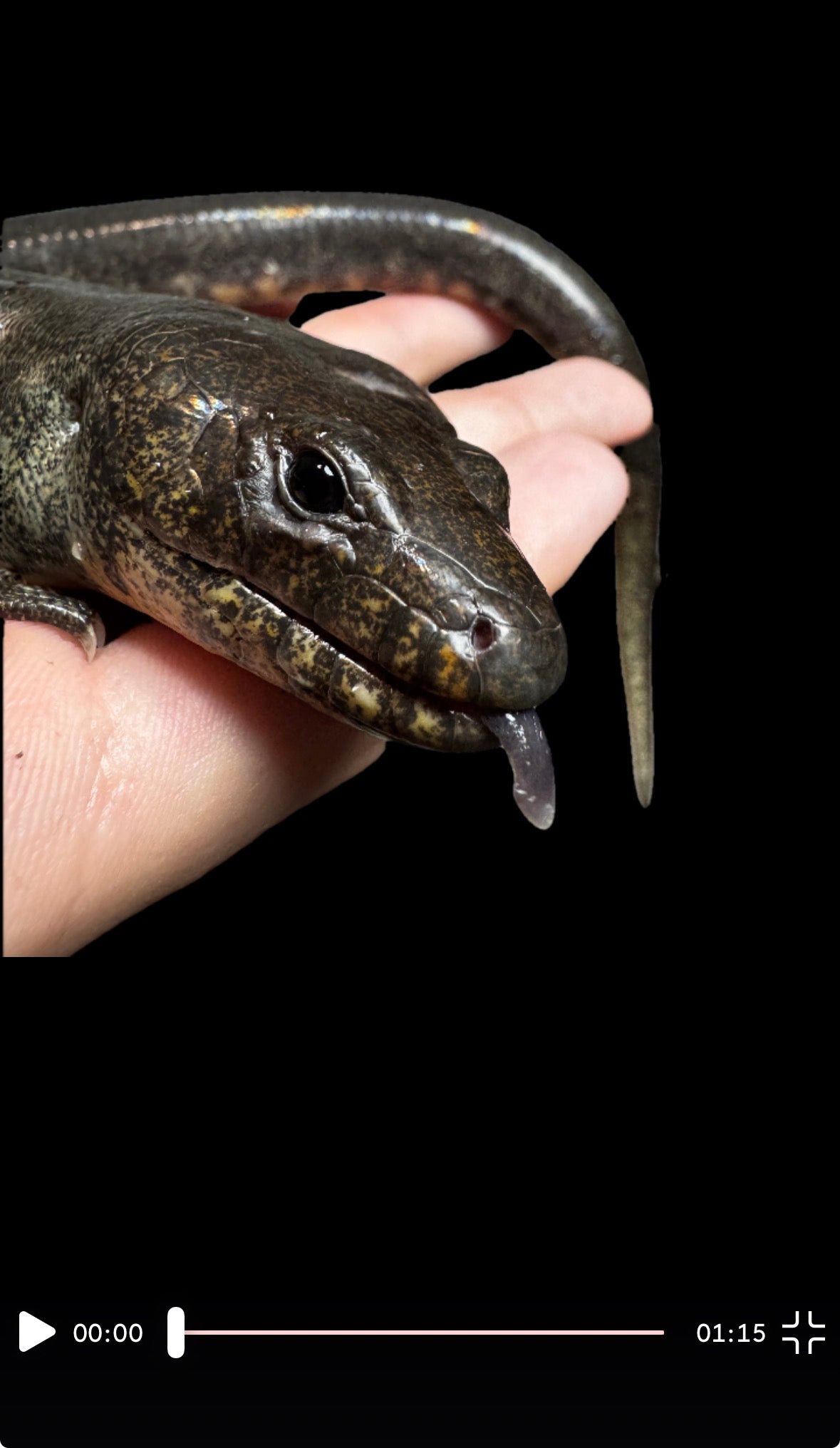 Madagascar Diving Skink PAIR!