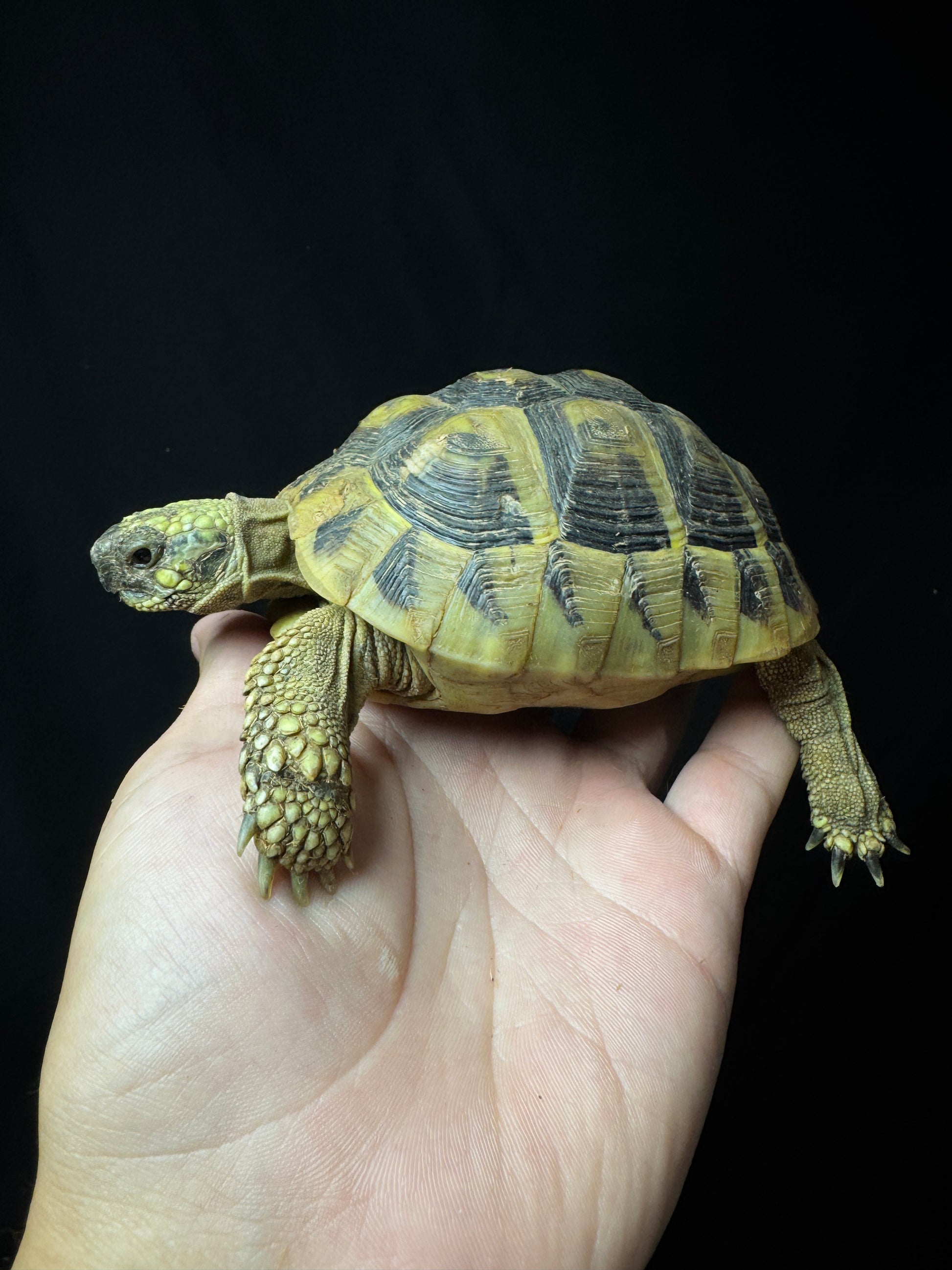#23 USACB Small Female Hermann’s Tortoise