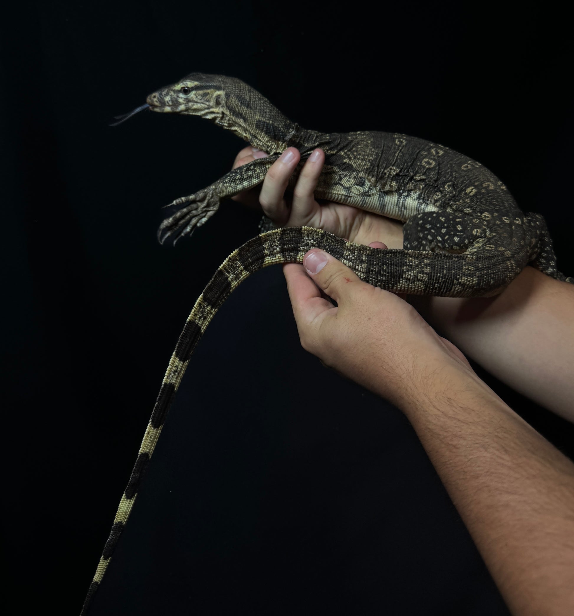 Asian Water Monitor!