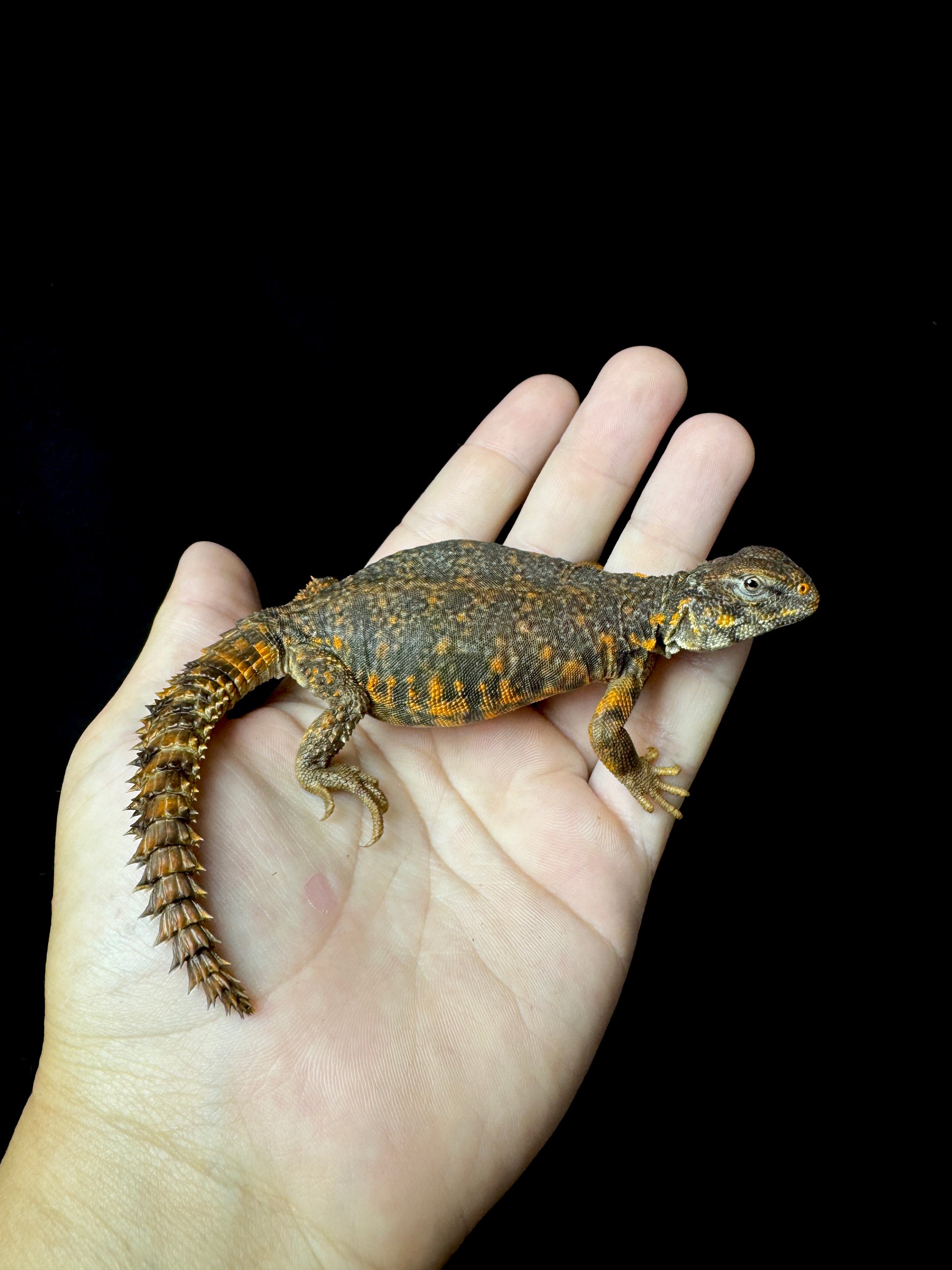 EXACT Baby Red Uromastyx!