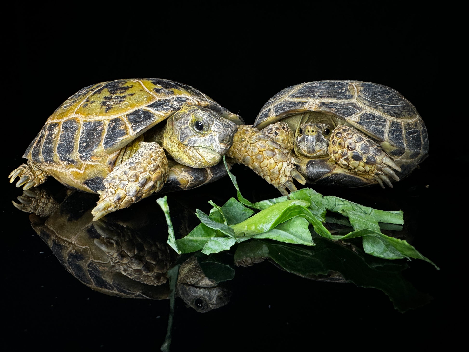 Russian Tortoise 4-5”