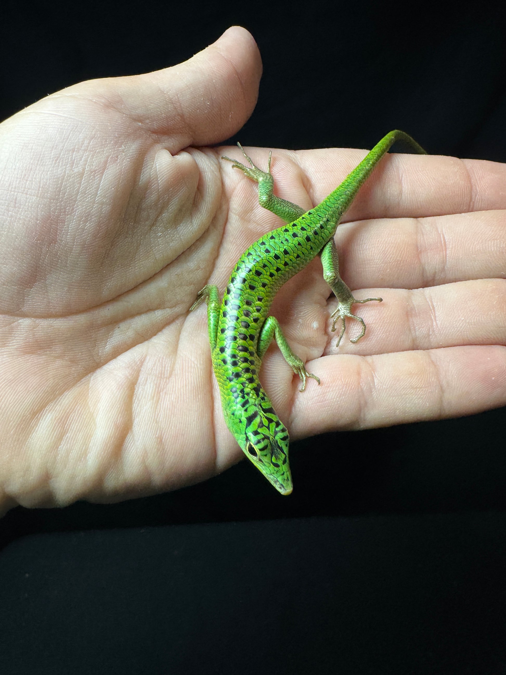 #8 Female Baby Black Spotted Emerald Tree Skink