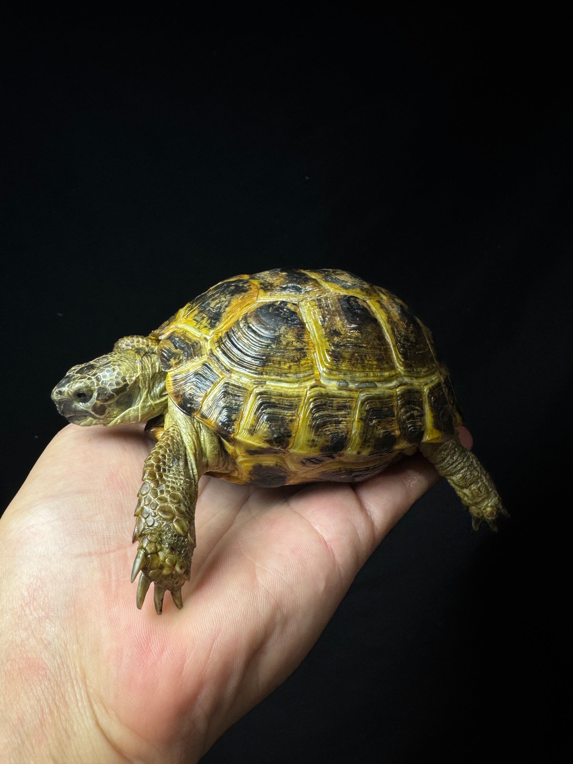 #28 Female Russian Tortoise