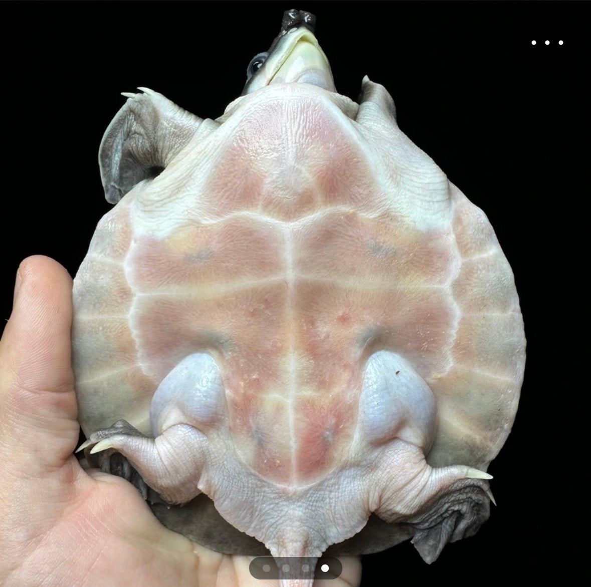 Fly River Turtle!