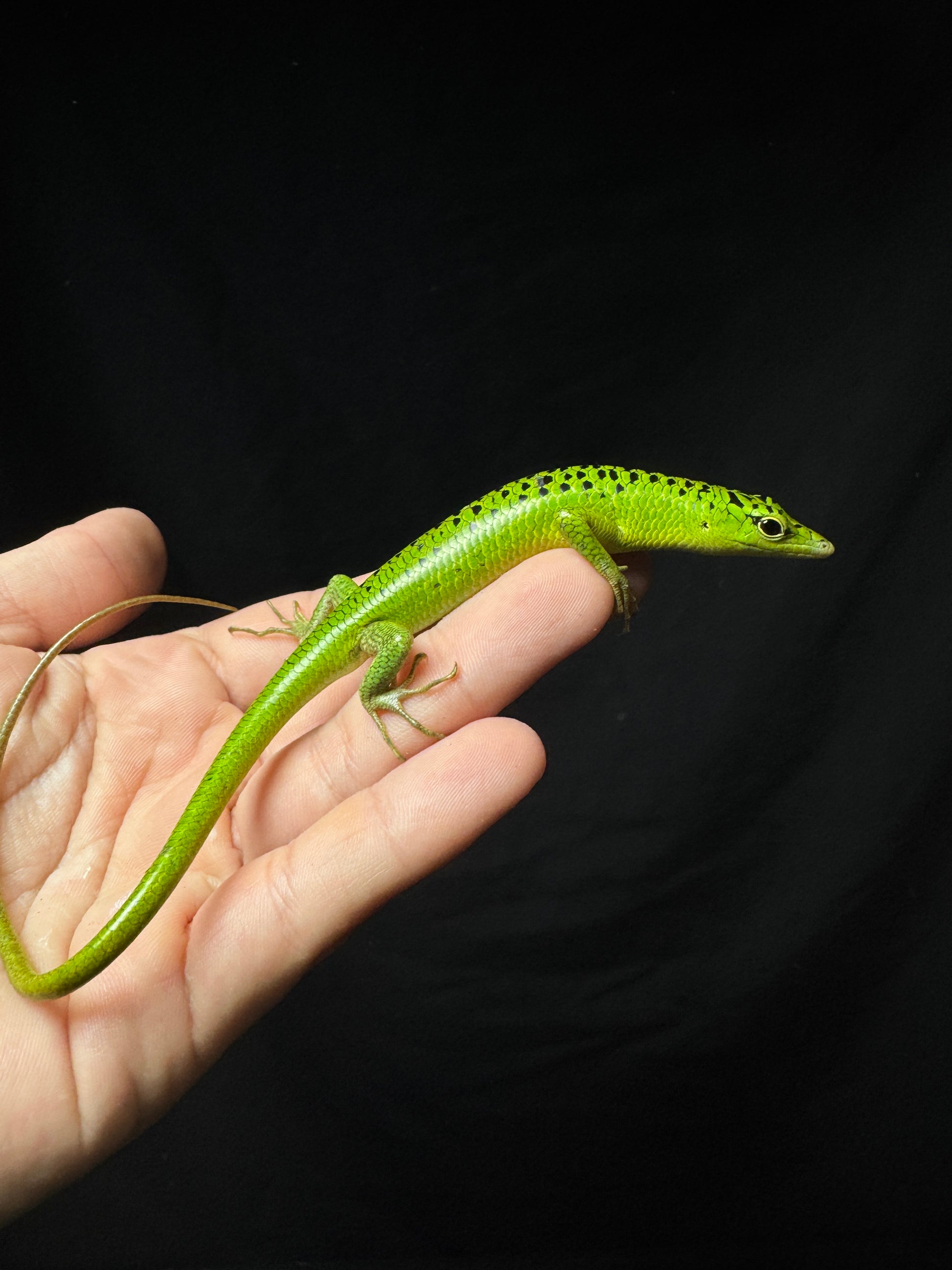 #10 Male Baby Black Spotted Emerald Tree Skink