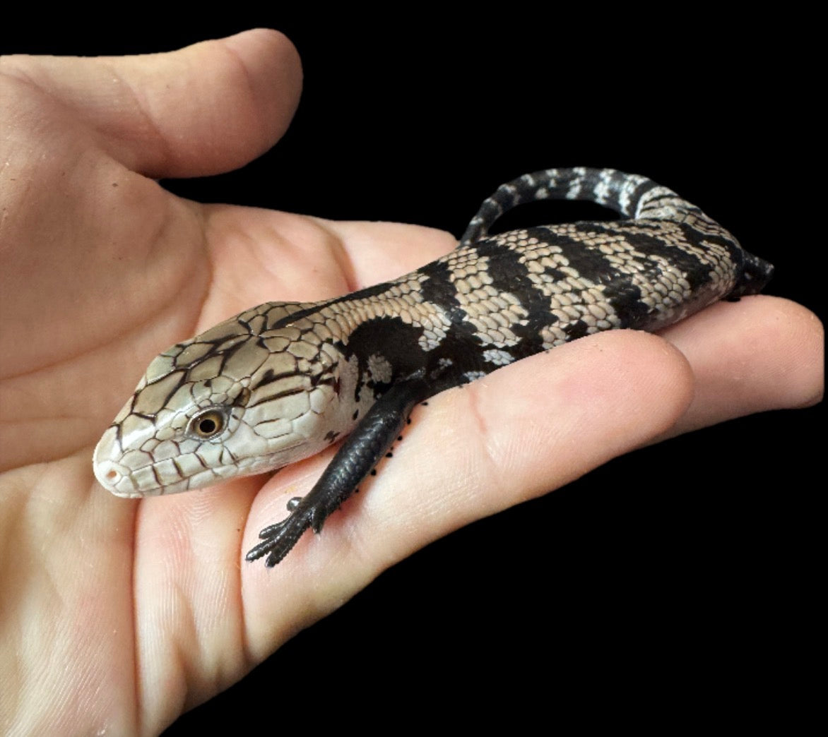 Baby Blue Tongue Skink