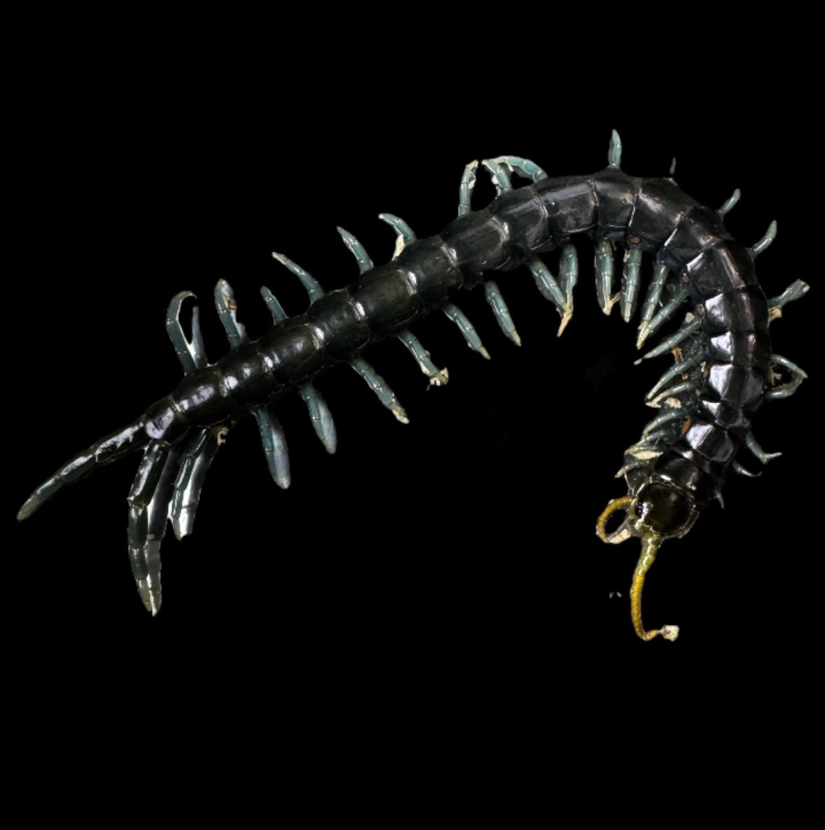 Borneo Blue Centipede!