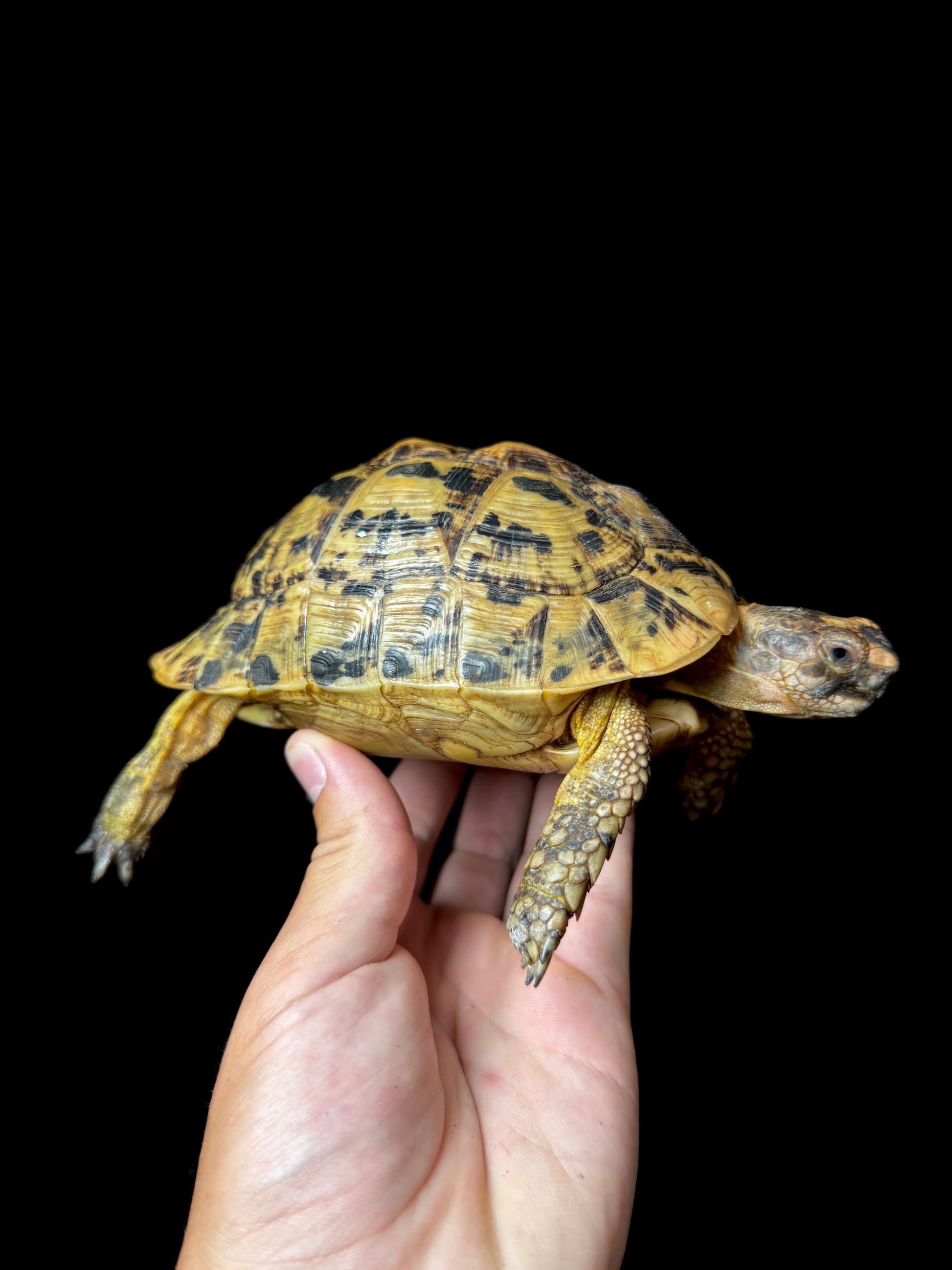 Female Greek Tortoise! #1