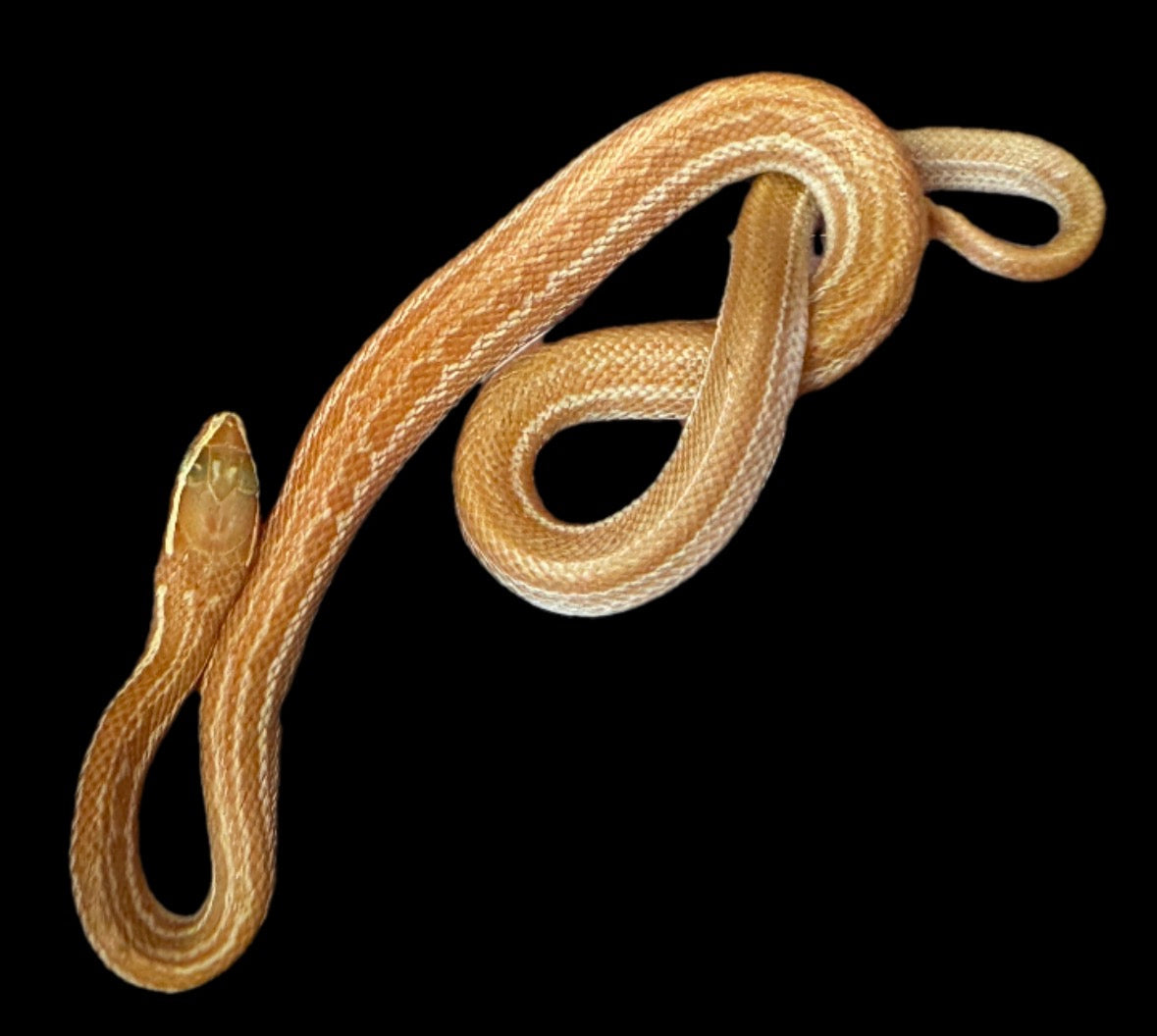 USACB Baby Albino House Snake