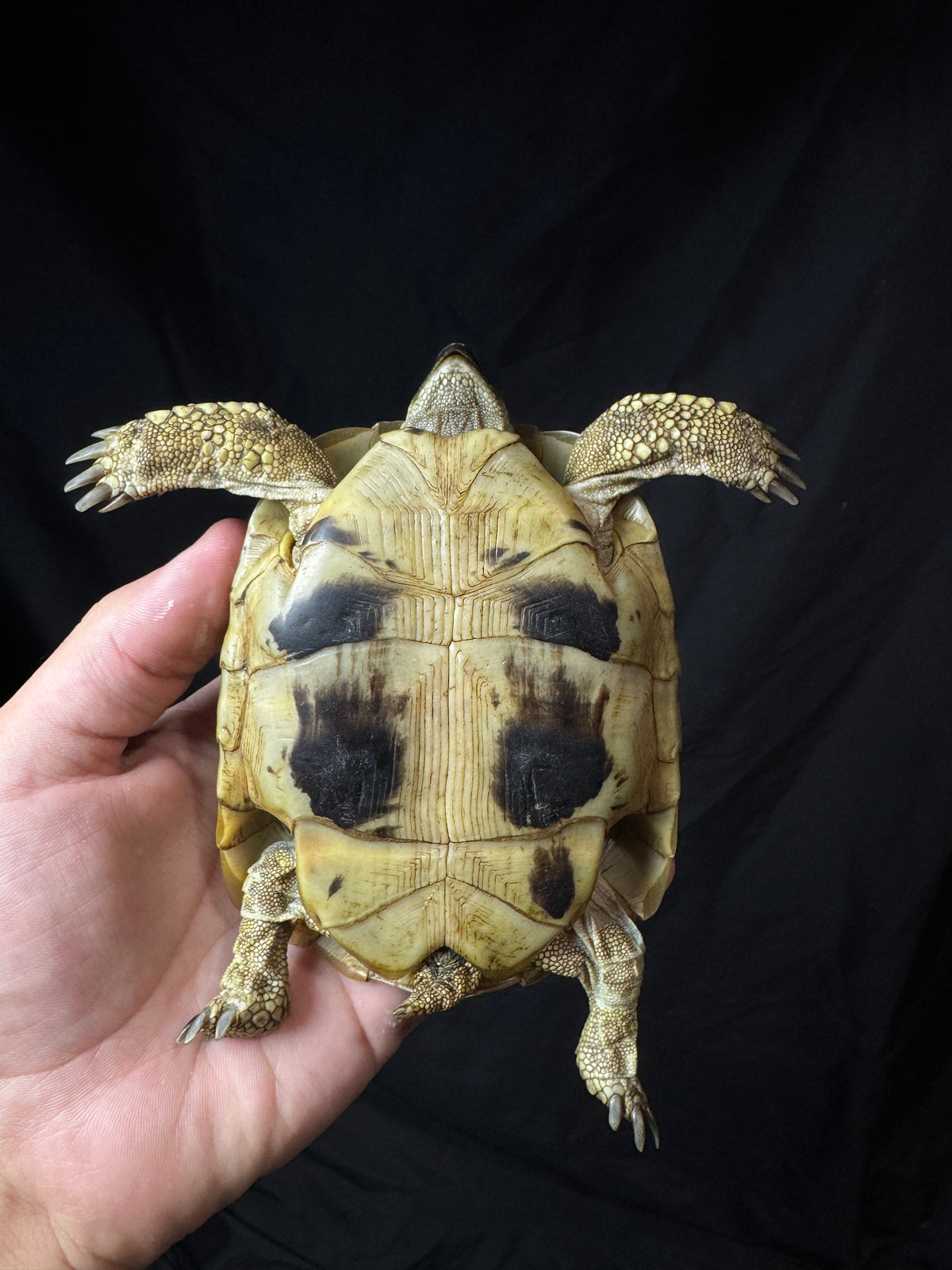 #5 Female Hermann’s Tortoise