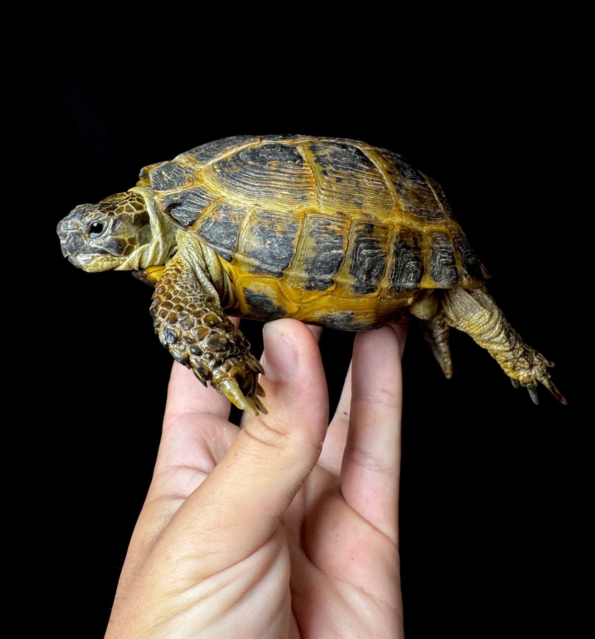 Exact Russian Tortoise Male #4