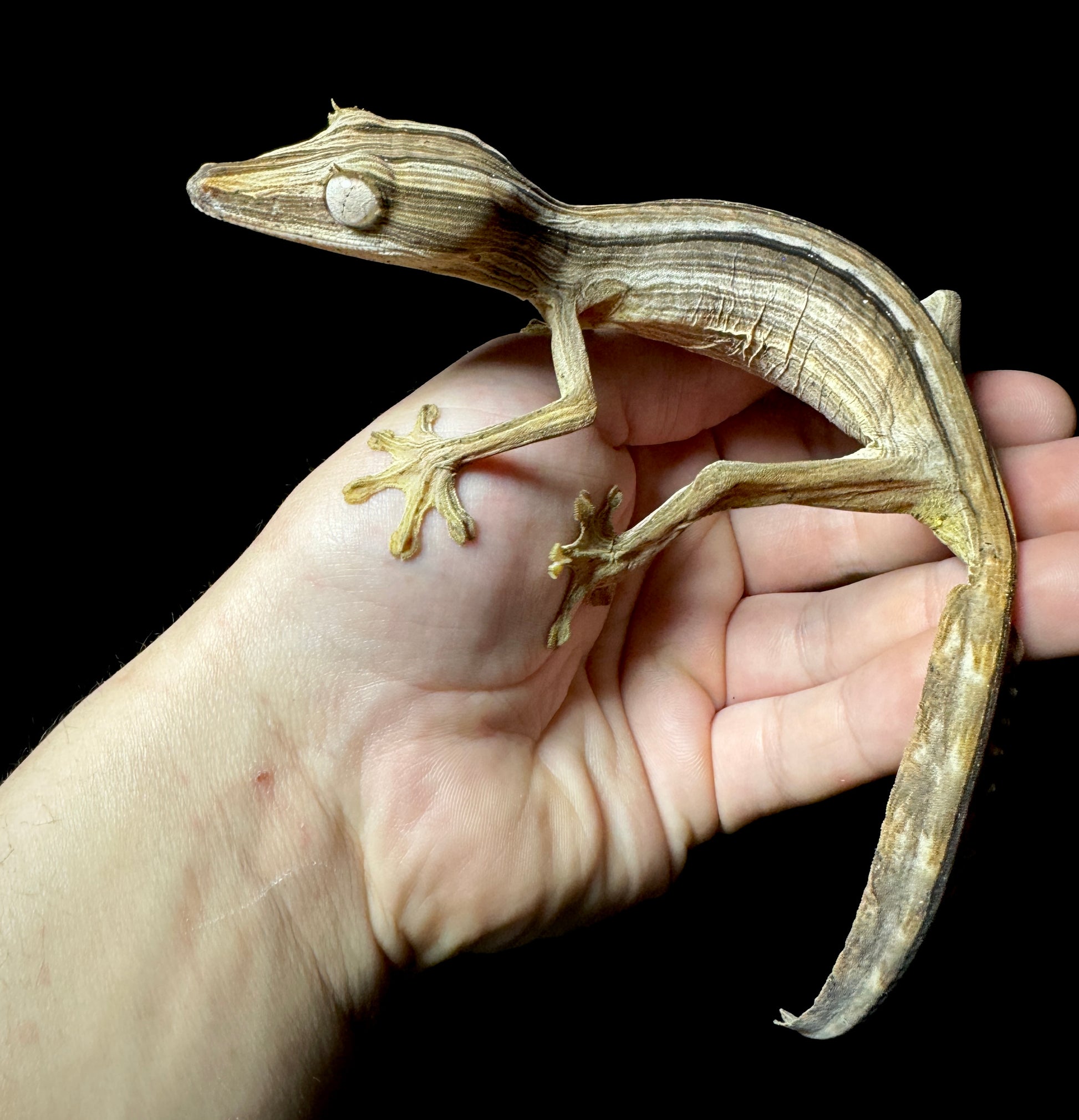 Lined Leaf Tailed Gecko Male