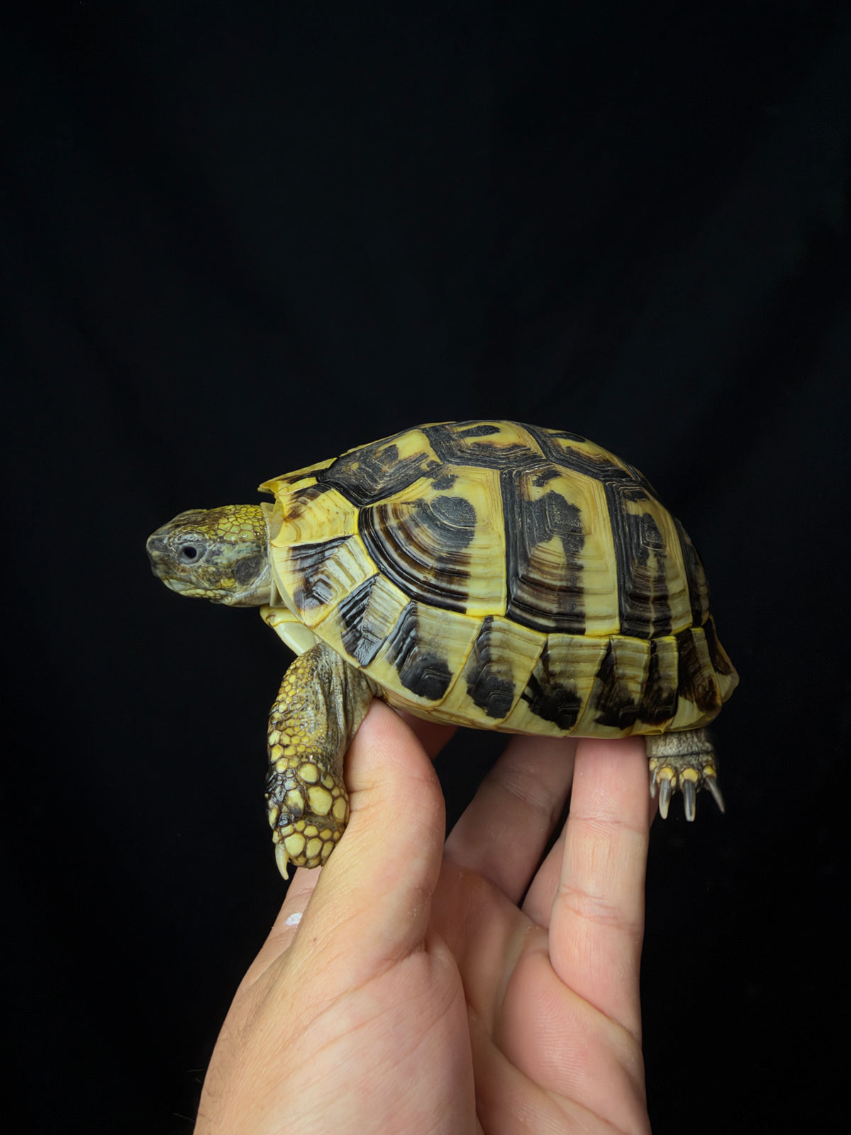 #14 Female Hermann’s Tortoise