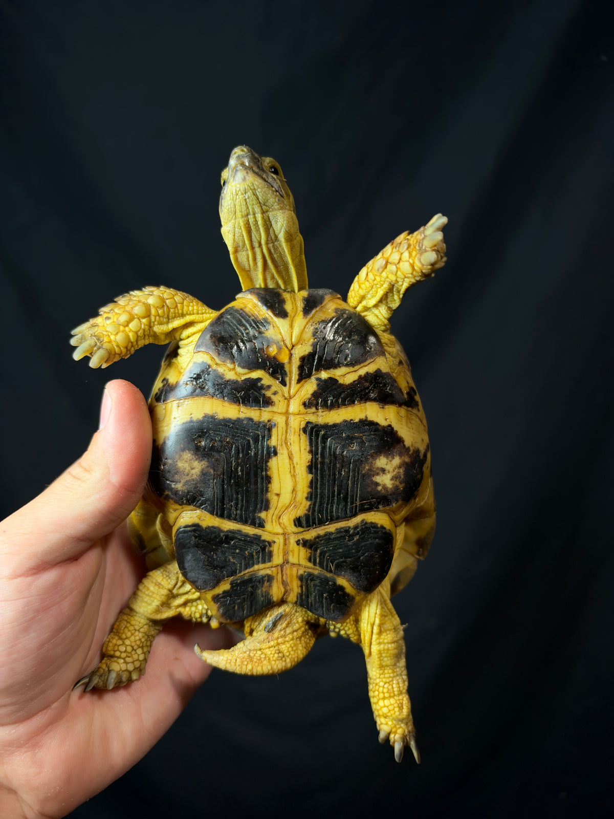 #2 Russian Tortoise Male