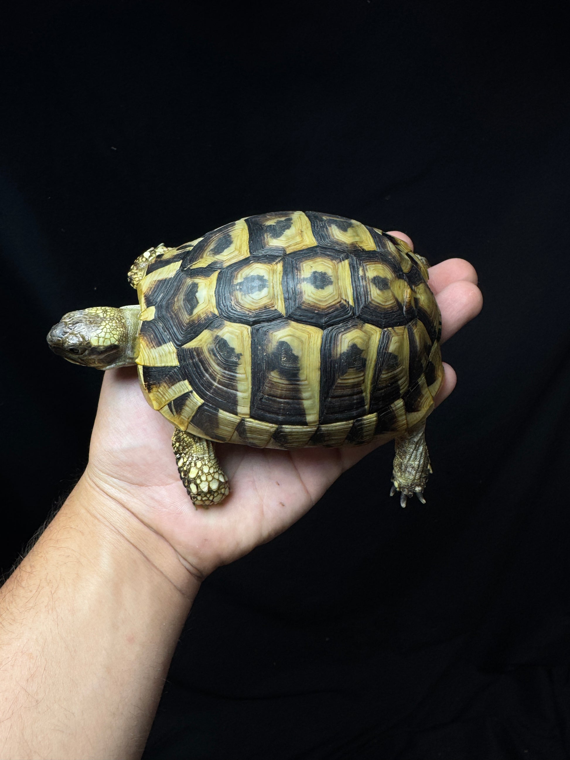 #17 Female USACB Hermann’s Tortoise