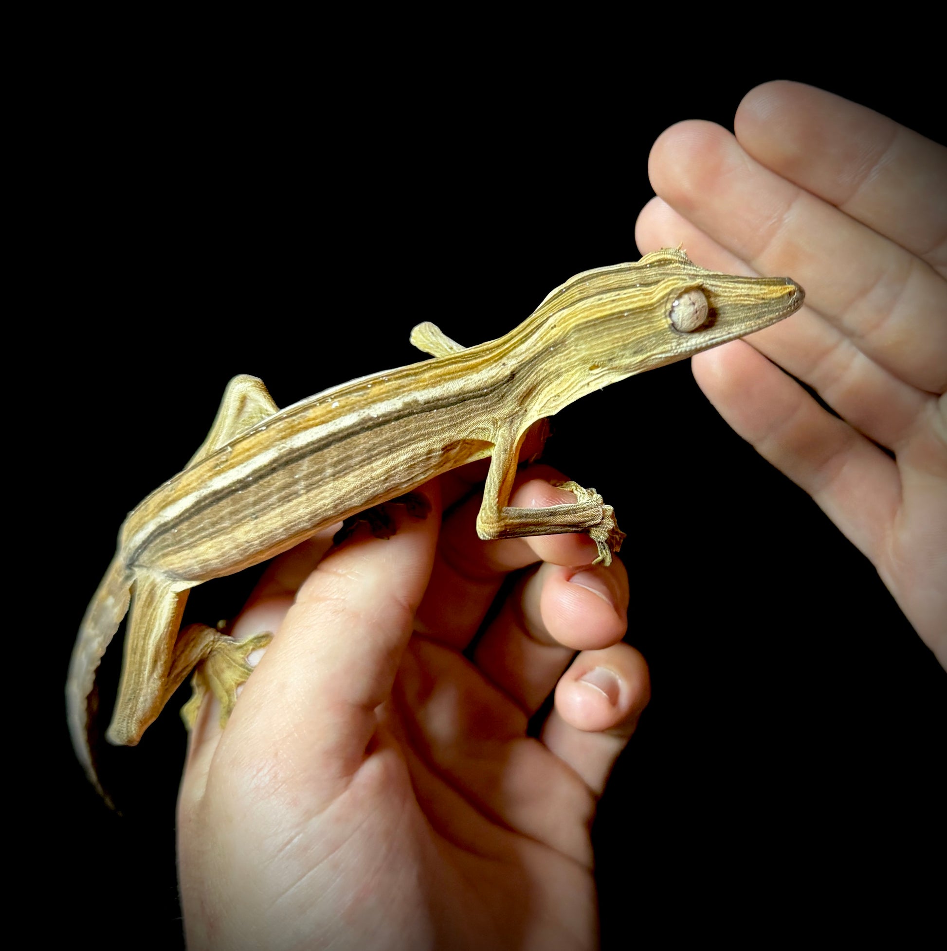 Lined Leaf Tailed Gecko Male