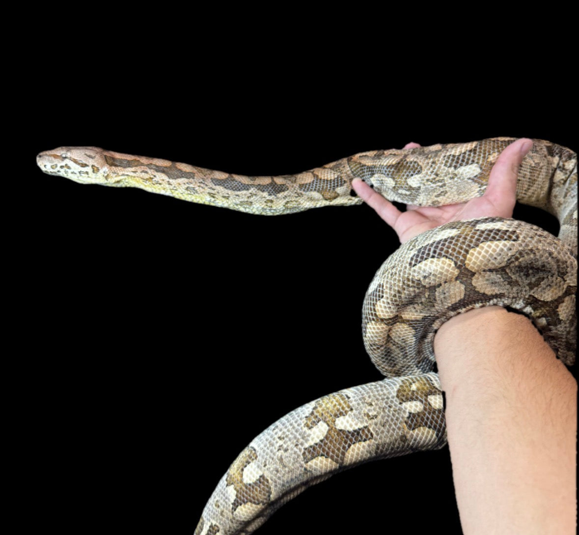 Saggy The Male Dumerils Boa (read)