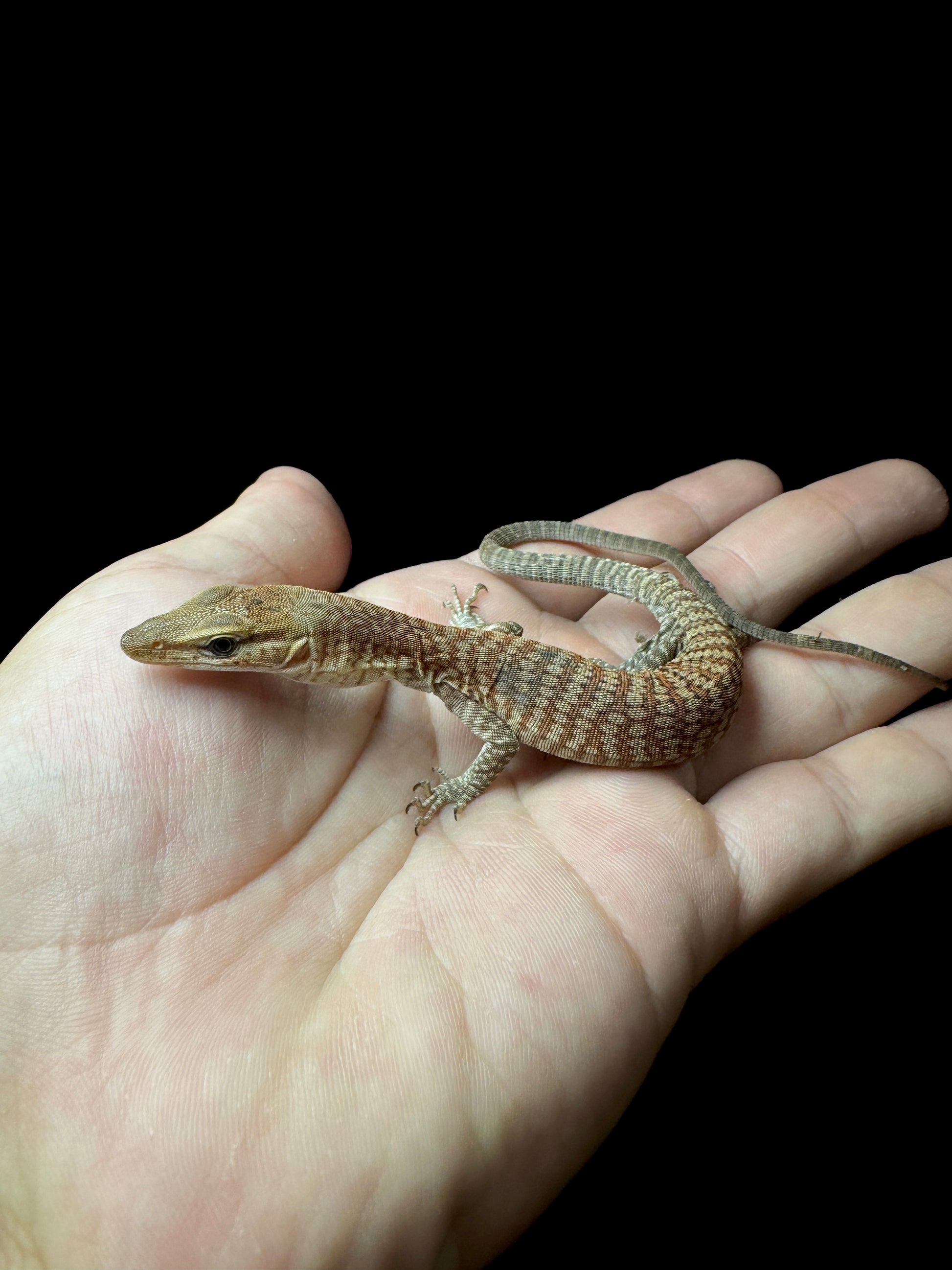 #2 Freckled Monitor