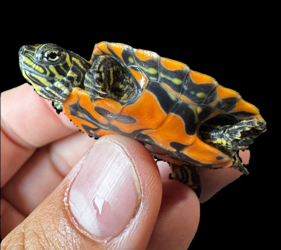 Northern Red Belly