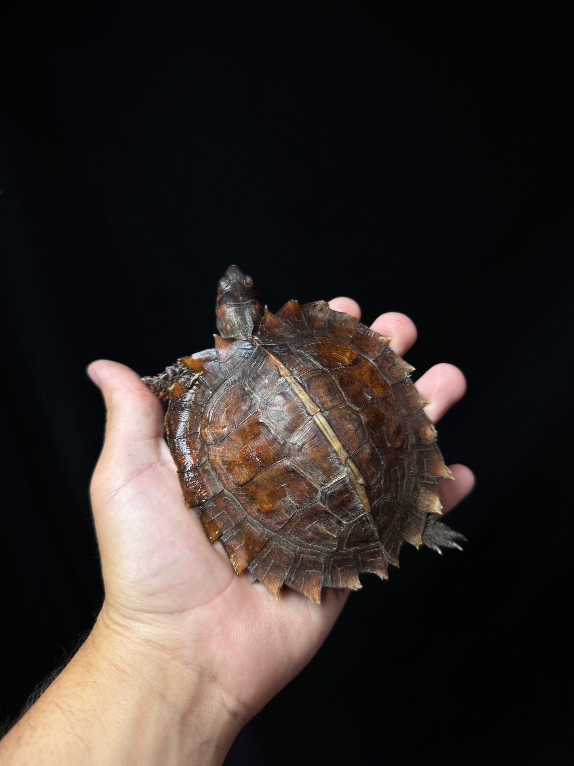 4” Spiny Hill Turtle!