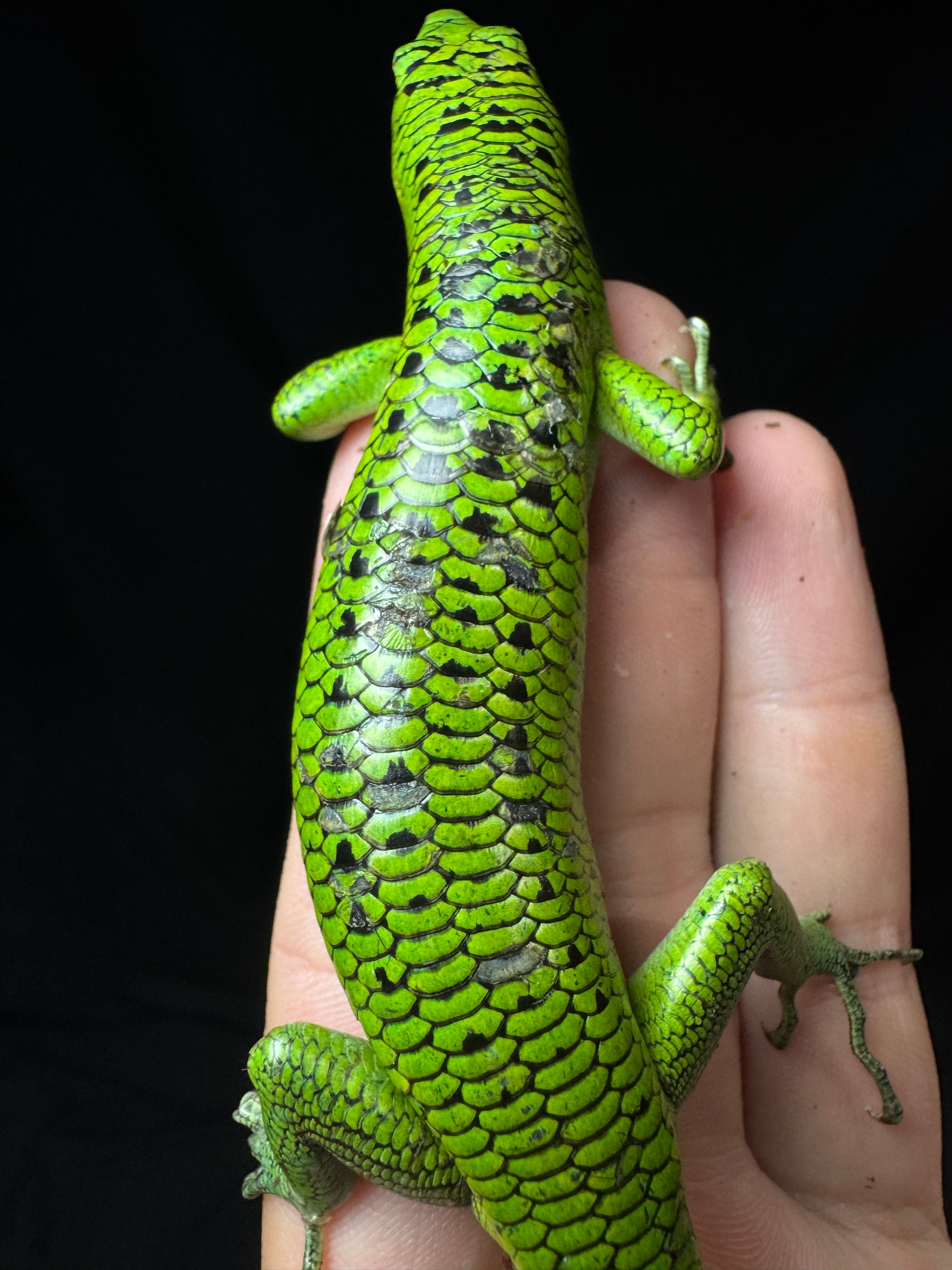 #2 Male Black Spotted Emerald Tree Skink