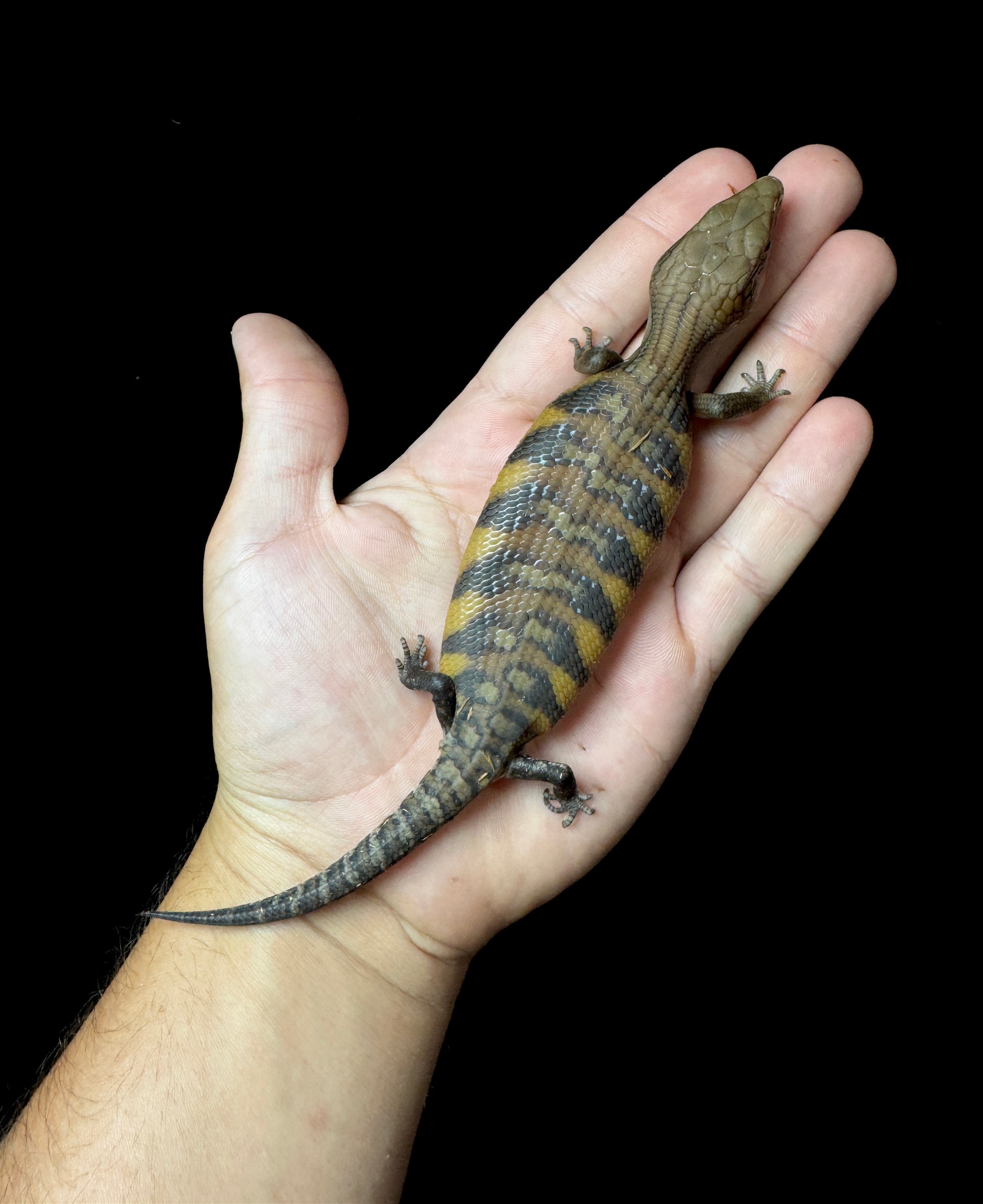 #9 USACB High Orange Northern Blue Tongue Skink