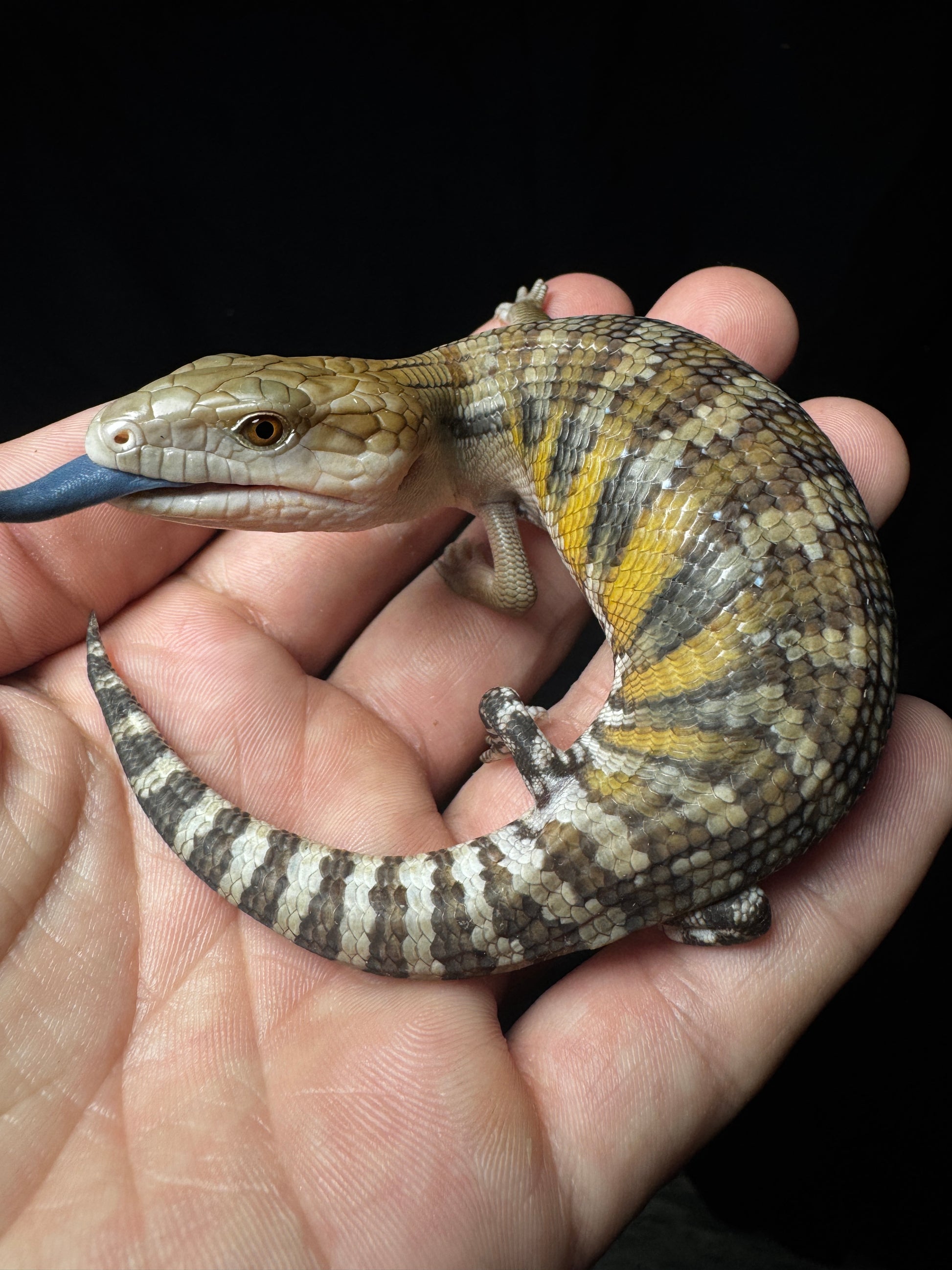 Northern Blue Tongue Skink