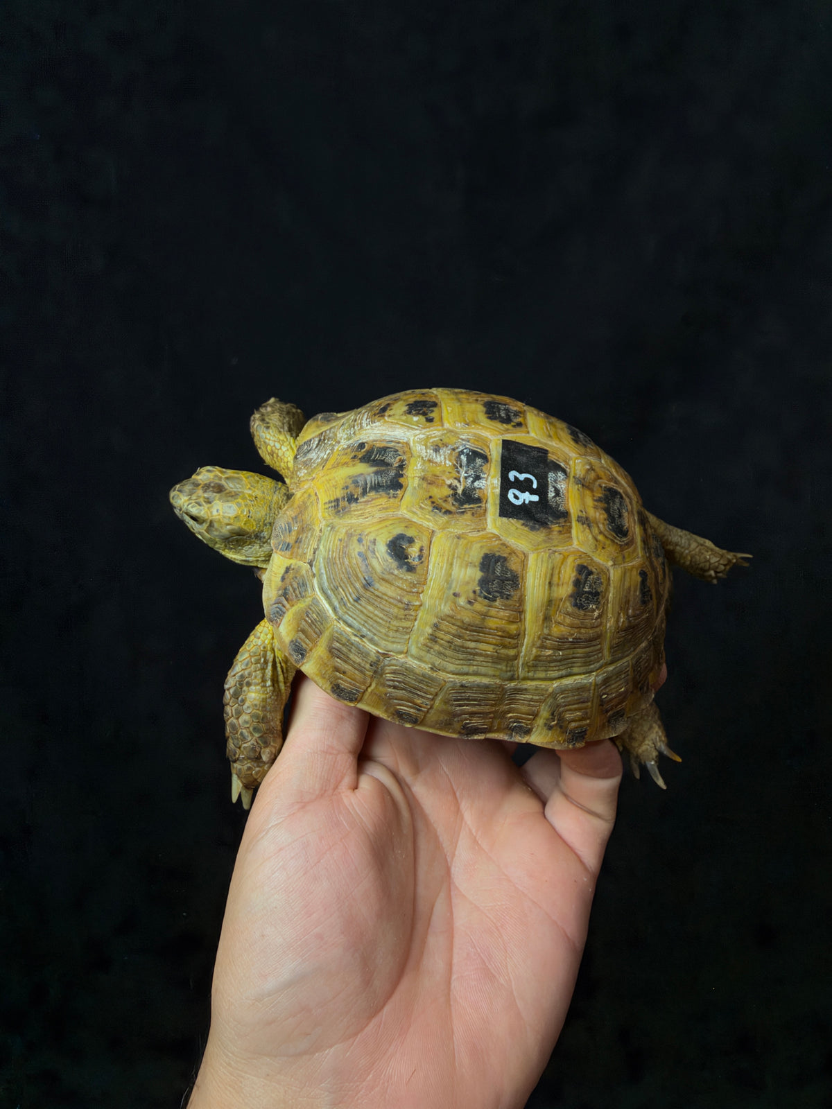 #3 Female Russian Tortoise