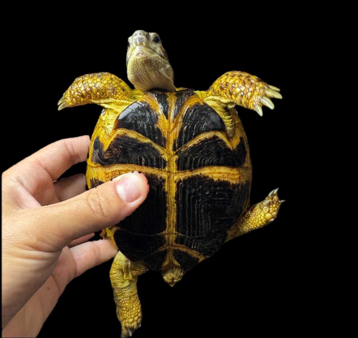#30 Large Grade A Female Russian Tortoise