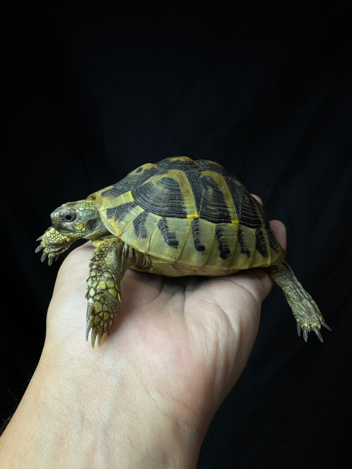#1 USACB Female Hermann’s Tortoise