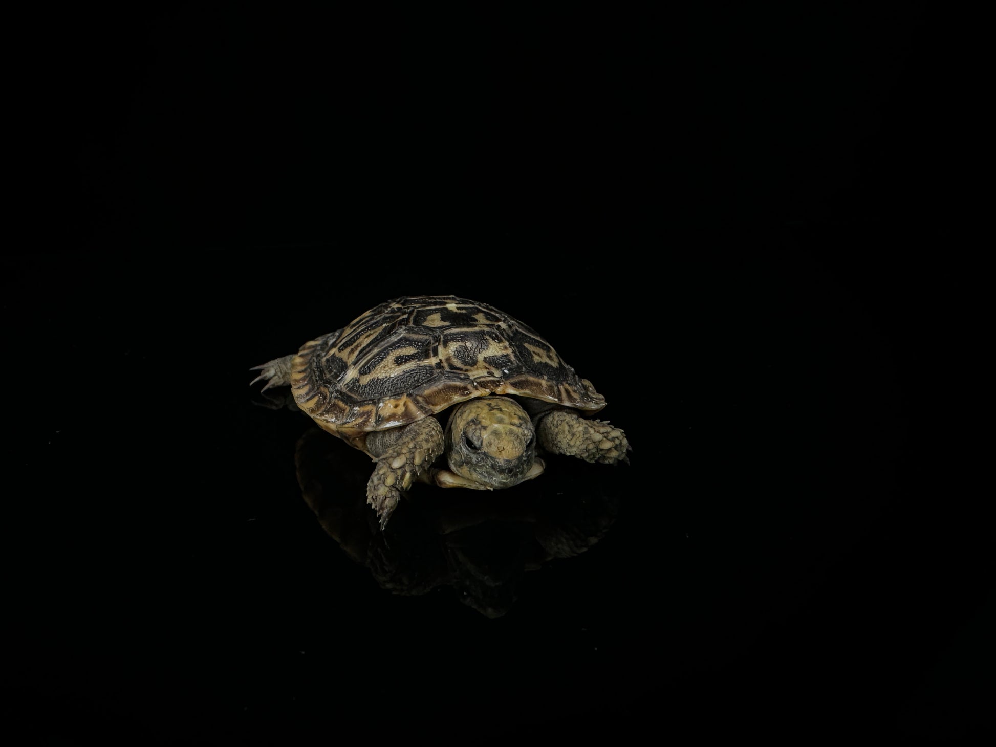 USA CB Pancake Tortoise