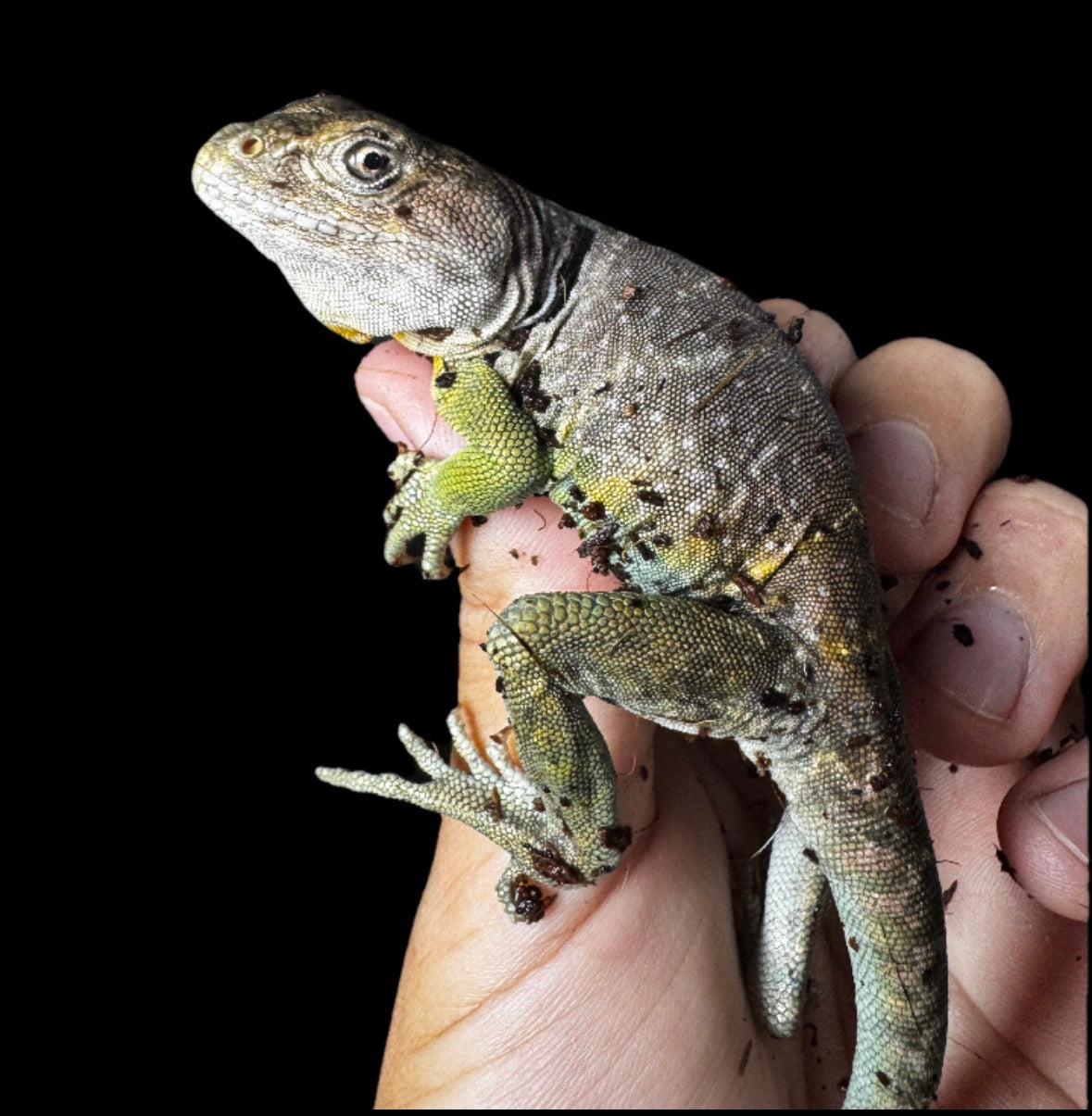 CB Male Collard Lizard