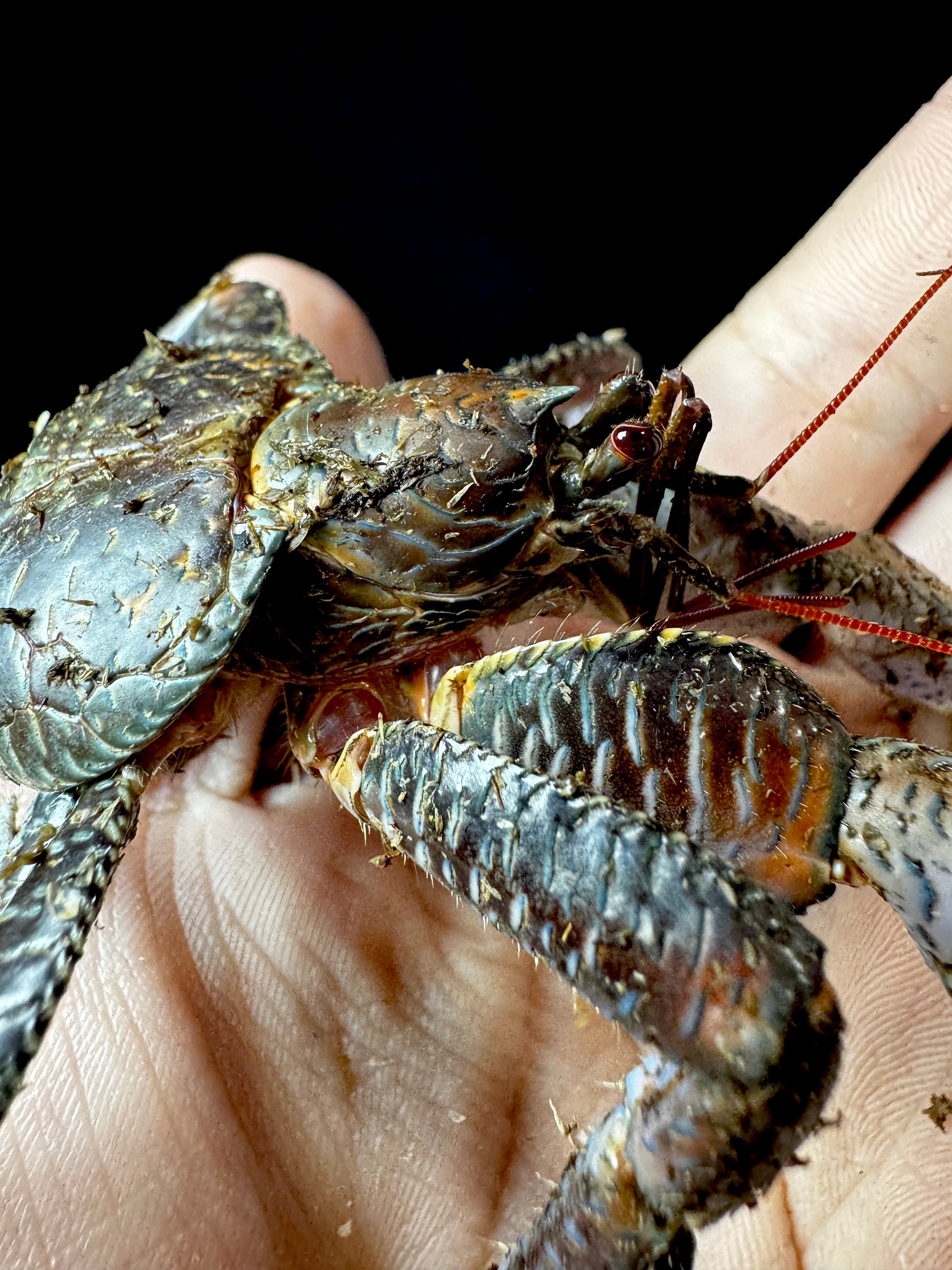 Coconut Crab!