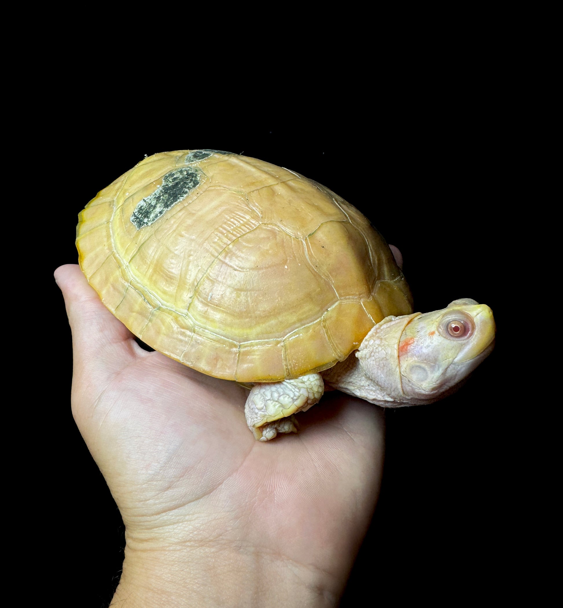 Albino Red Ear Slider 4-5”