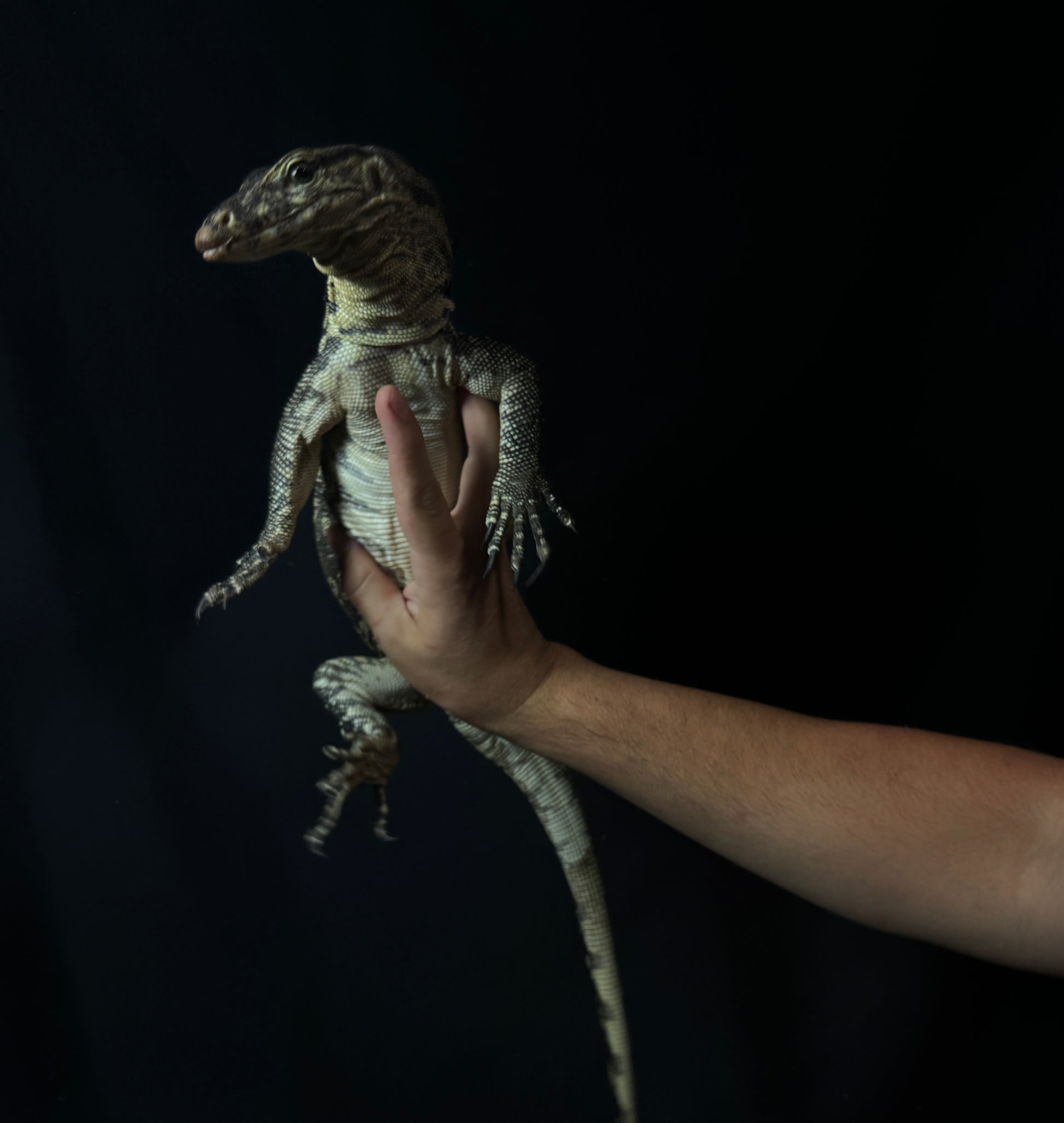 Asian Water Monitor!