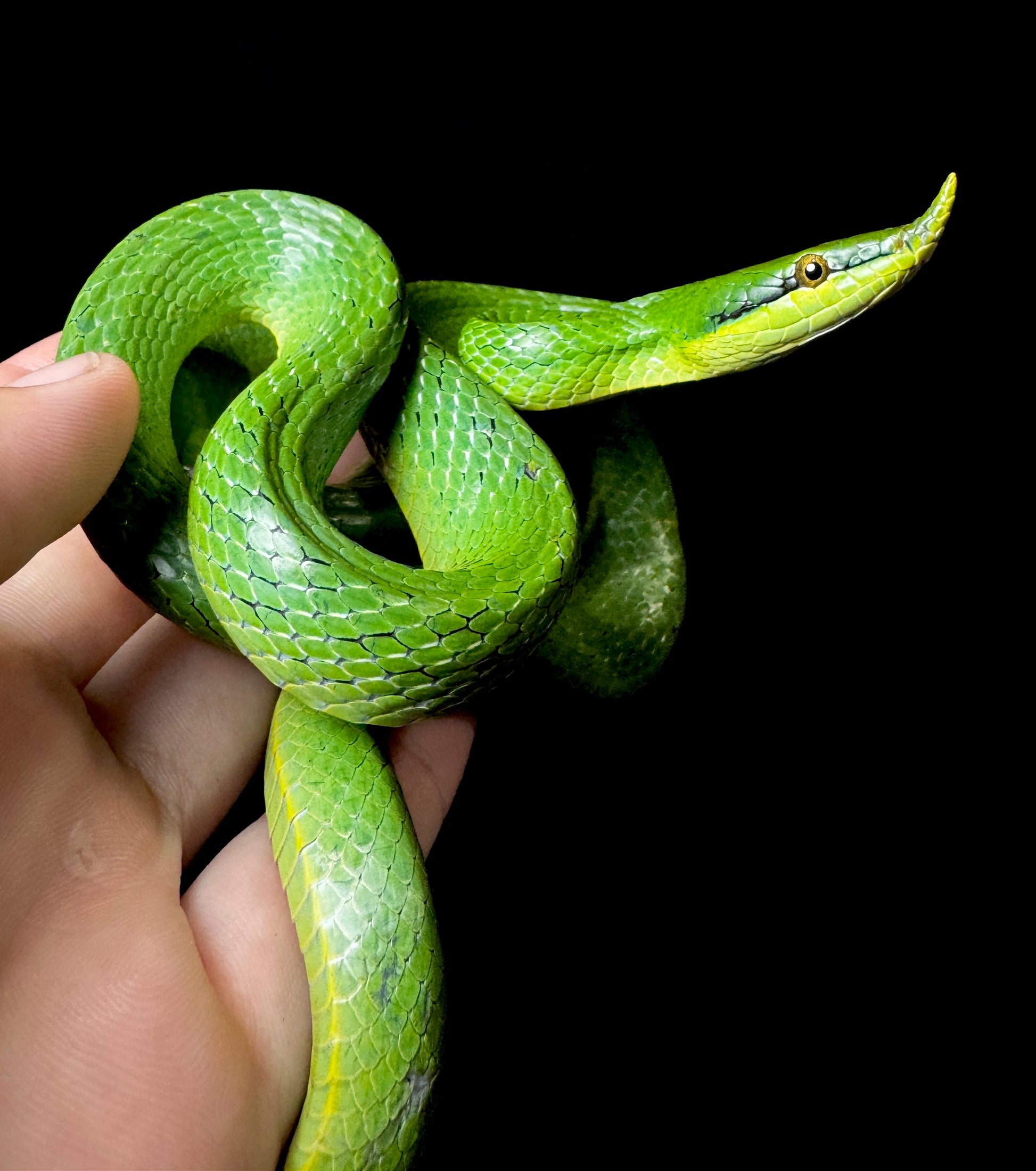 Rhino Rat Snake #1 Female