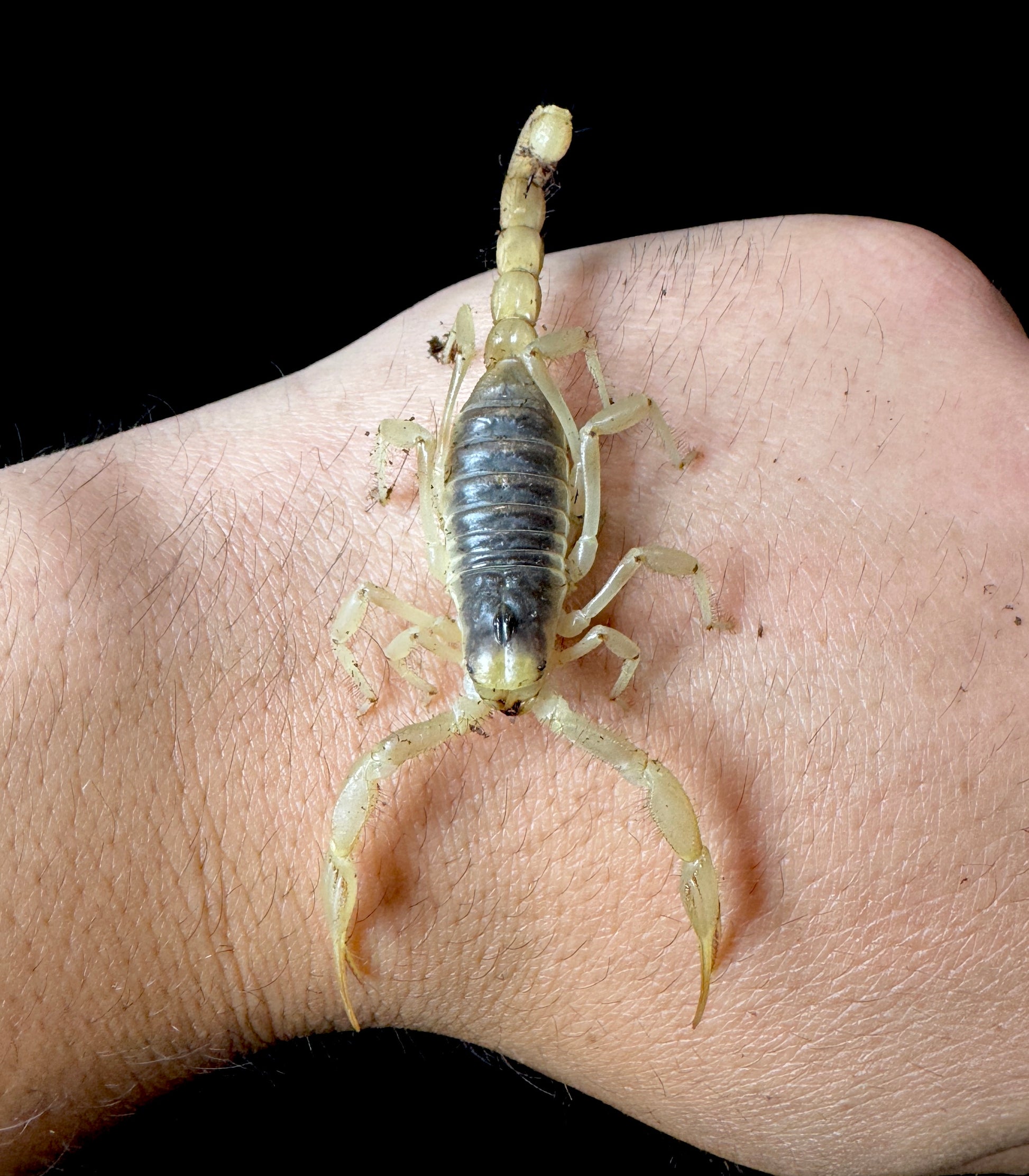 Desert Hairy Scorpion