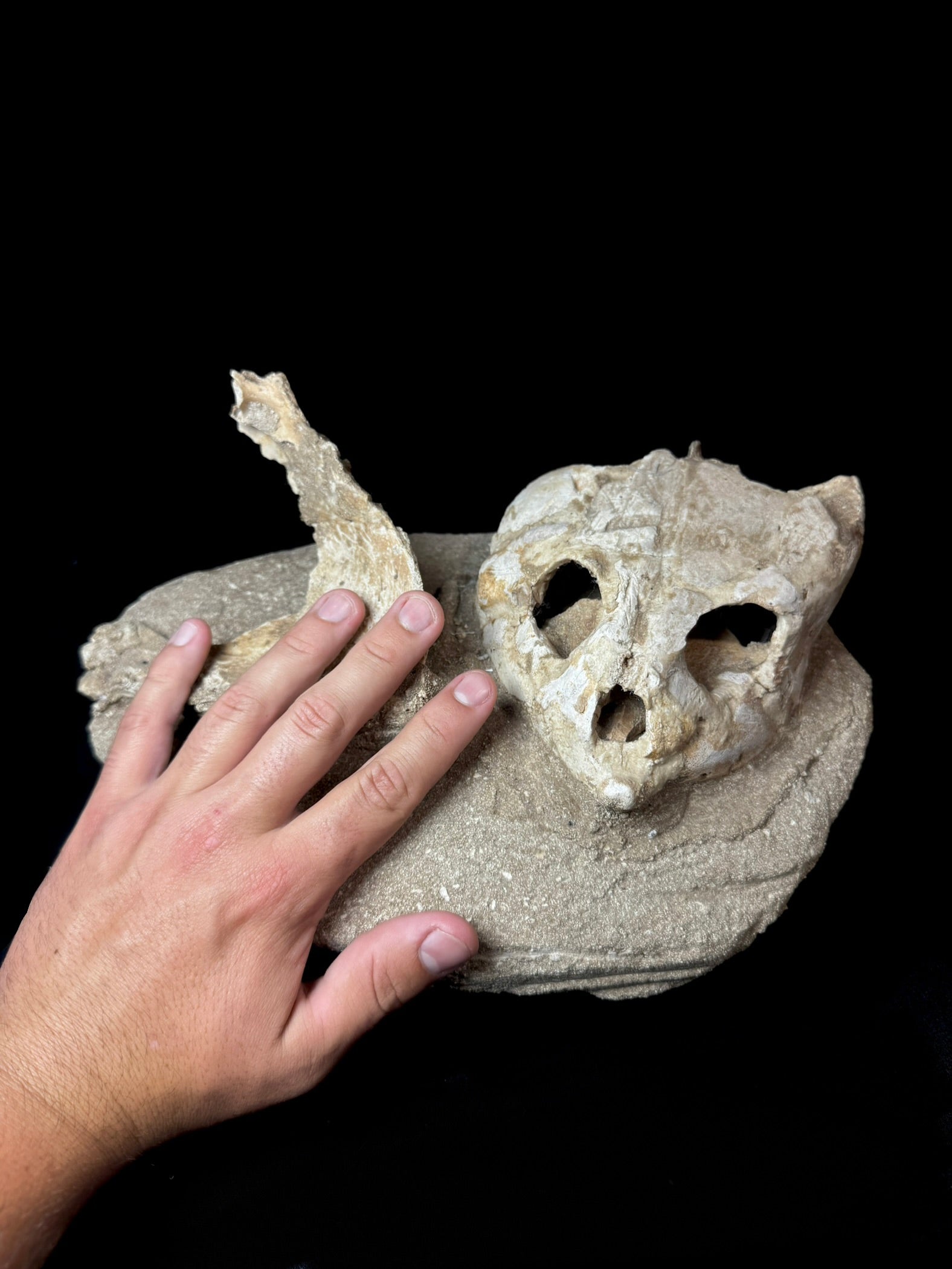 Fossilized Marine Turtle Skull (Morocco)