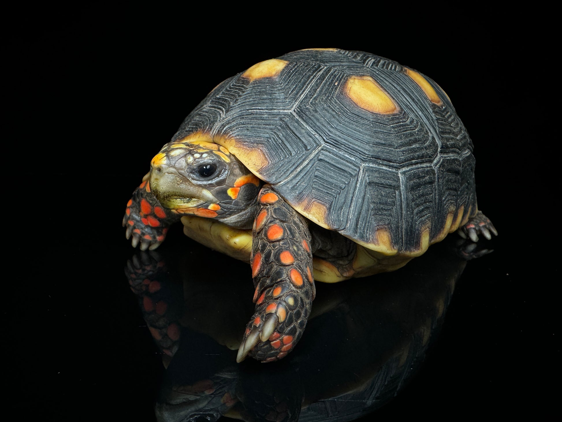 4”-5” Redfoot Tortoise