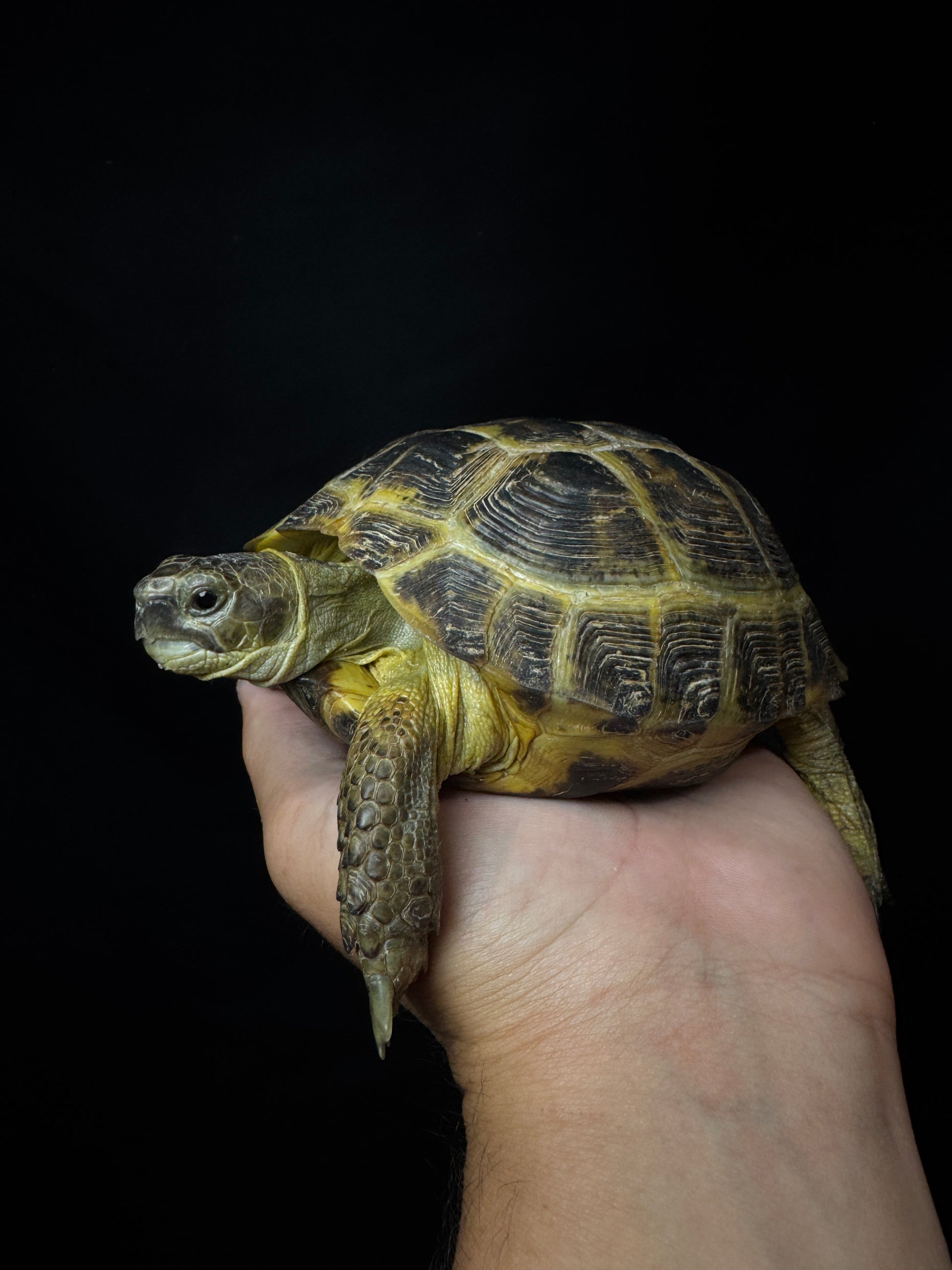 #11 Large Female Russian Tortoise