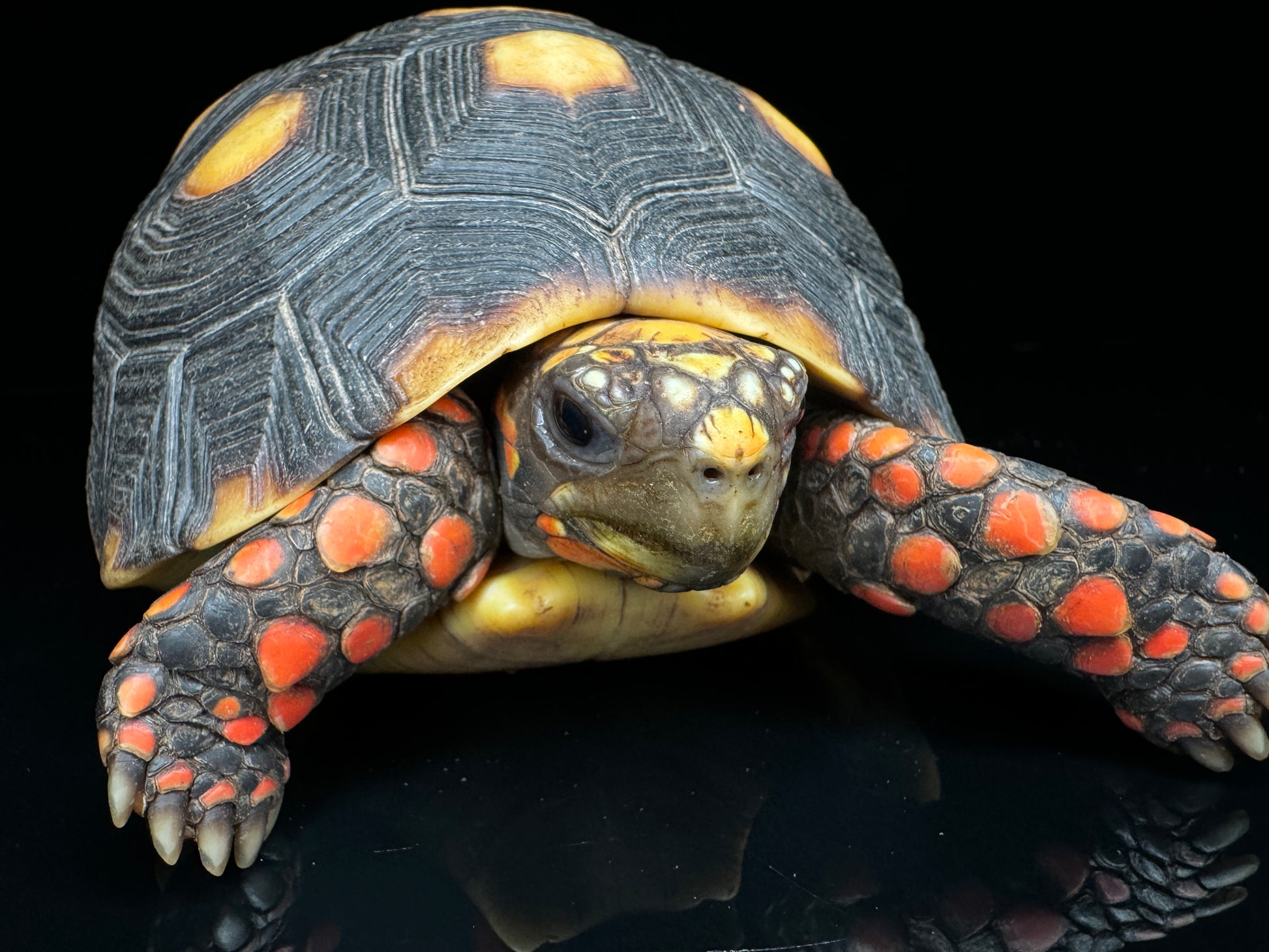 4”-5” Redfoot Tortoise