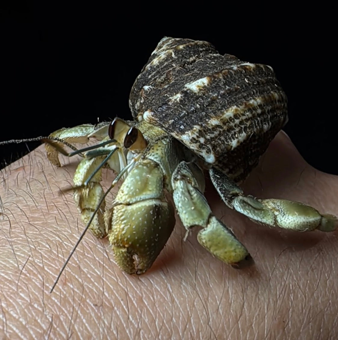 Ecuadorian Hermit Crabs