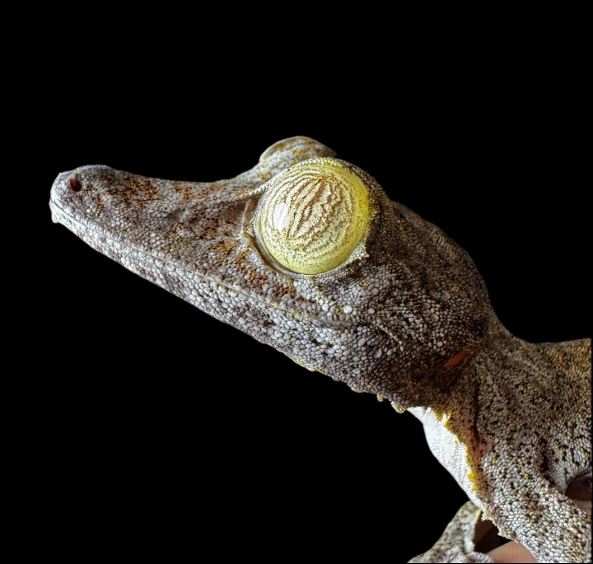 Geckos – AquaTerra Exotic Pets