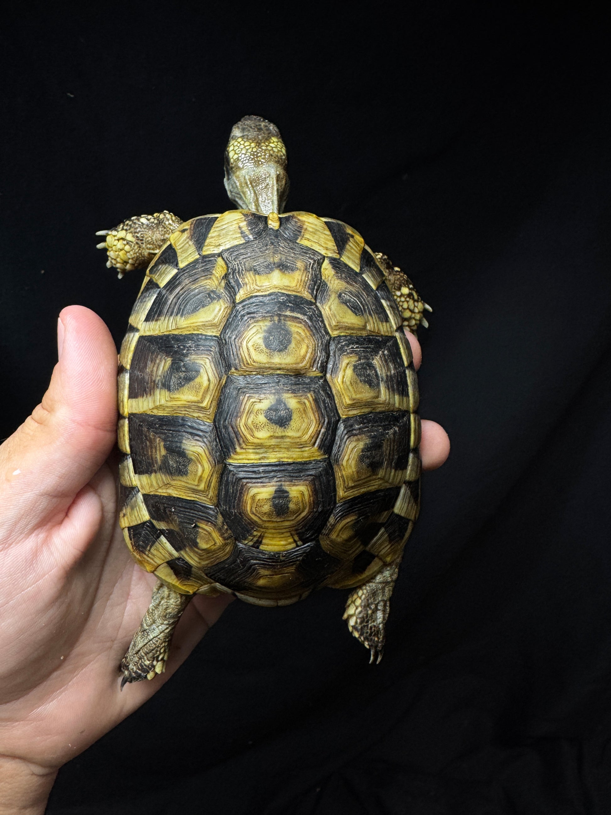 #14 Male USACB Hermann’s Tortoise