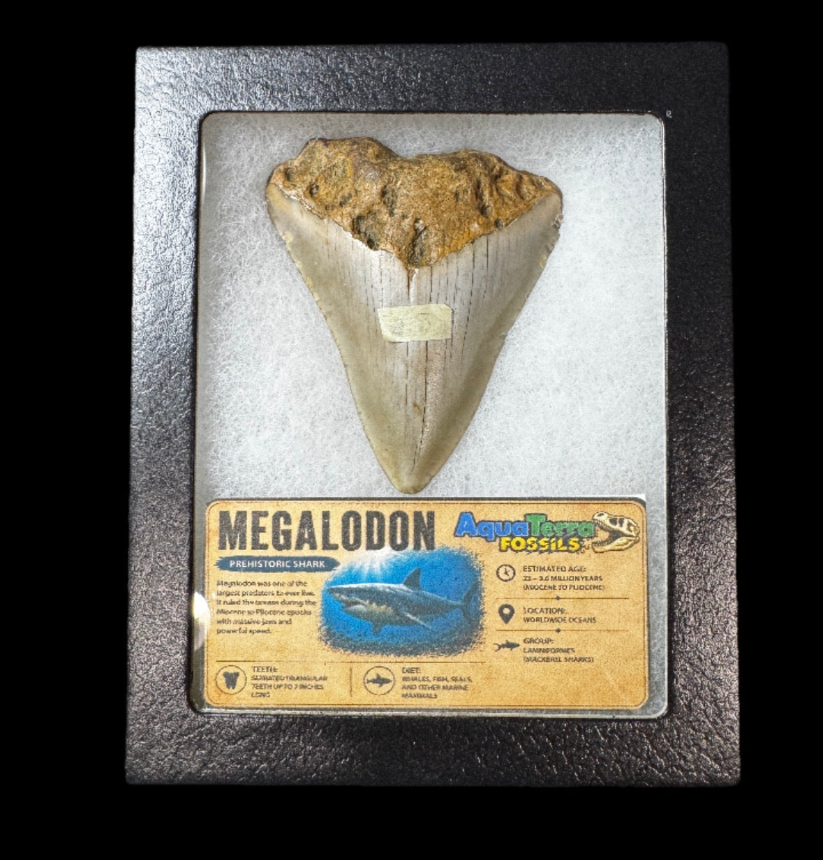 2.8” Megalodon Tooth With Case #2